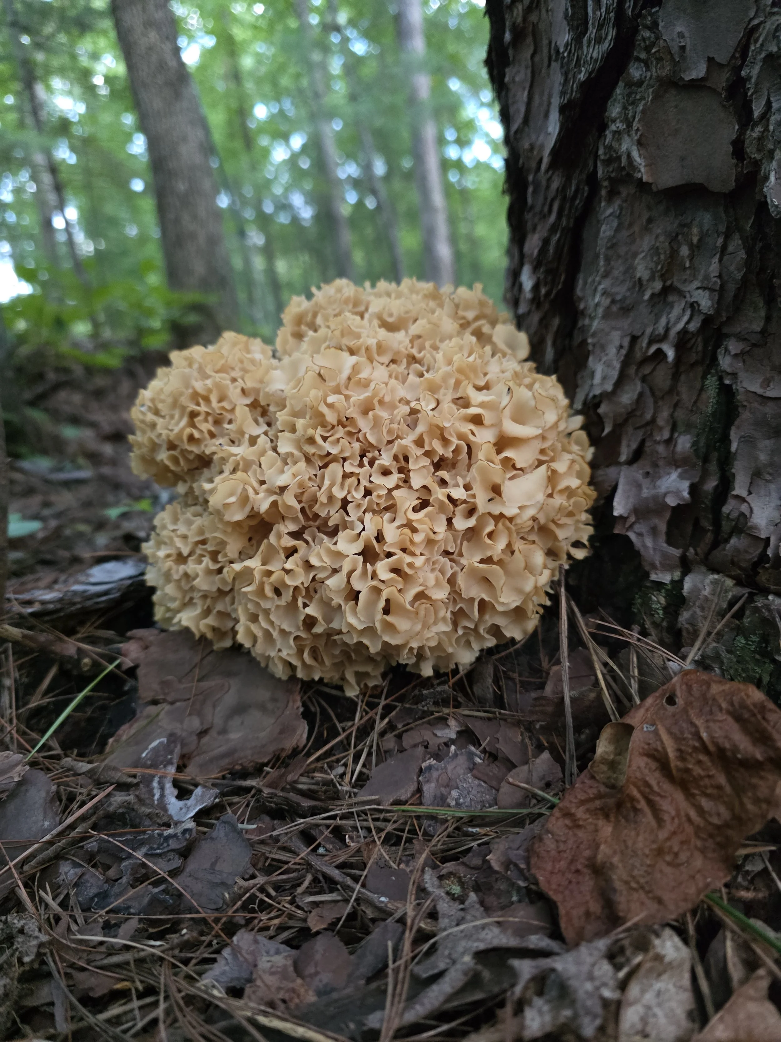 A large cauliflower mushroom growing in a dense, rounded cluster against a tree. It is a pale cream-colored, wavy, and has flattened leaflike branches resembling coral.