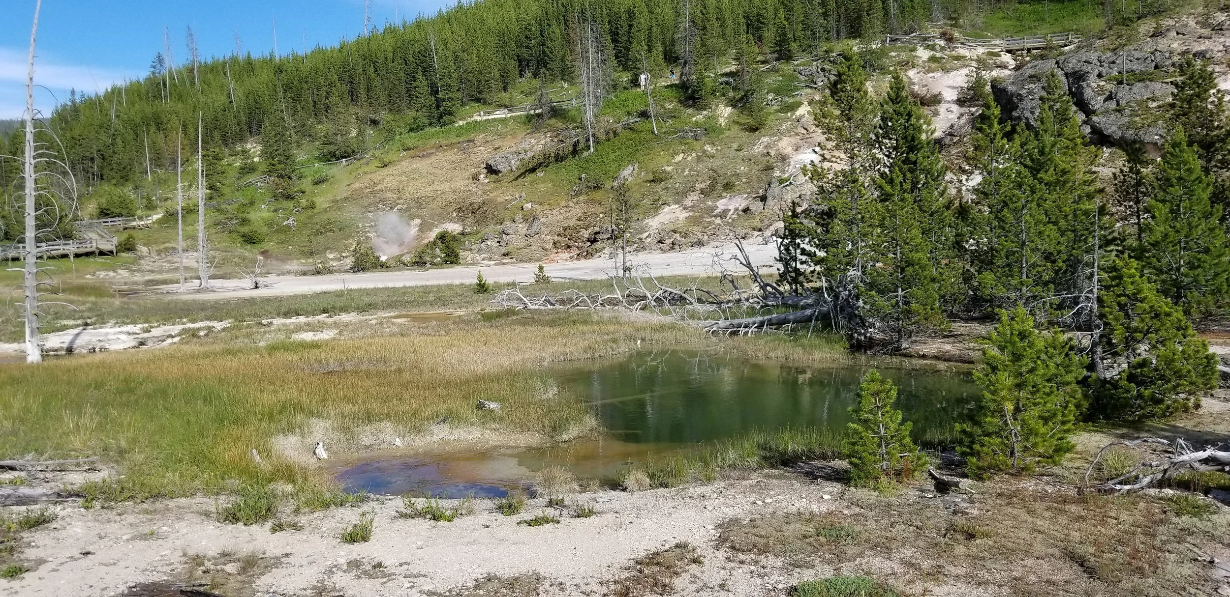 A geothermal area with small, steaming hot pools surrounded by grass and trees, with a forested hillside in the background.