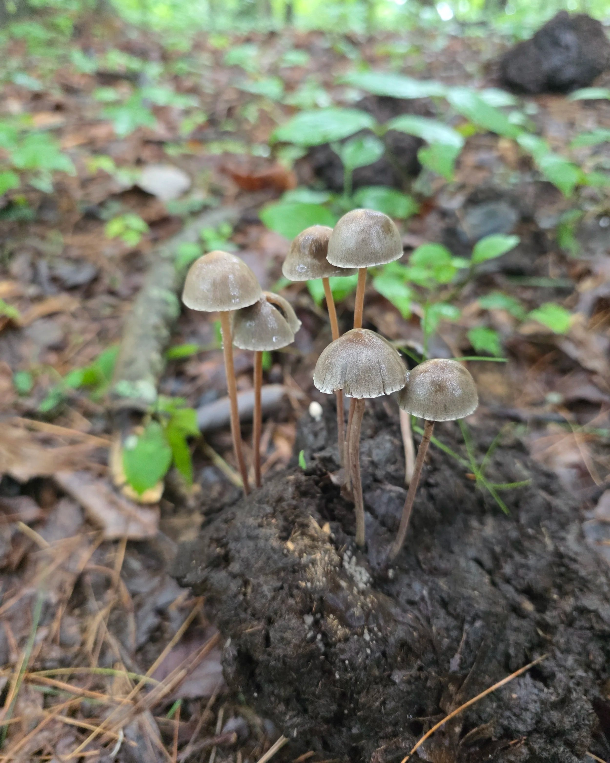 A cluster of bell-shaped, smooth capped gray mushrooms growing from cow dung. They have slender, rigid, tan colored stipes.