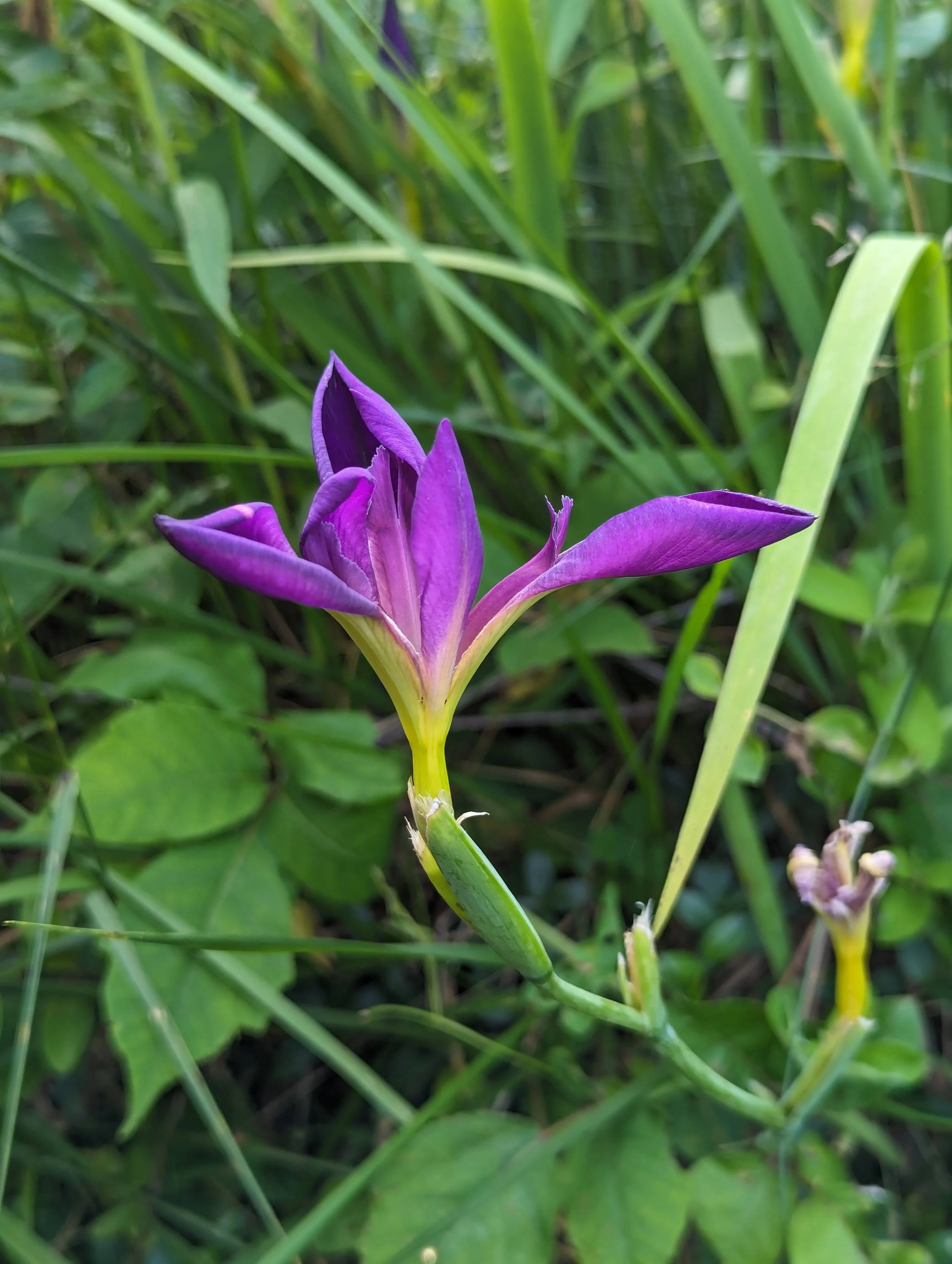 A close-up of a purple flower with elongated petals, growing among green grass and leaves.