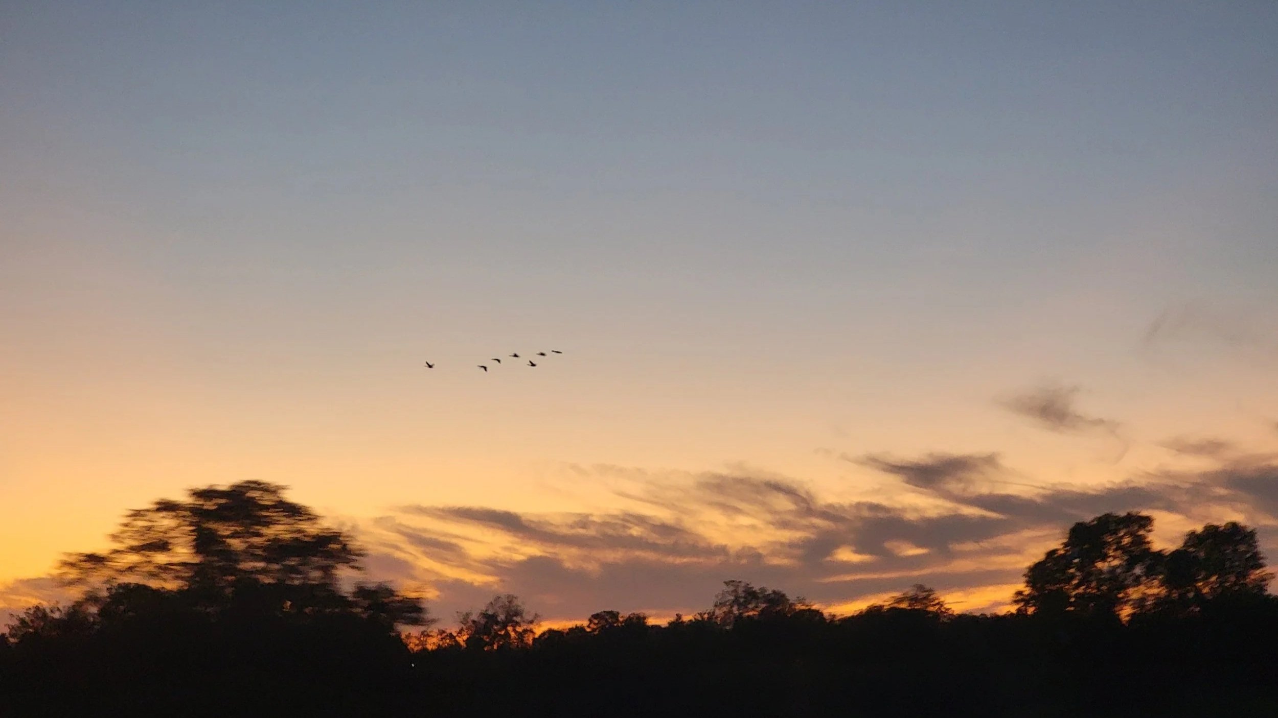 A sunset sky with orange, yellow, and blue hues, silhouettes of trees at the horizon, and a flock of birds flying in a V formation.
