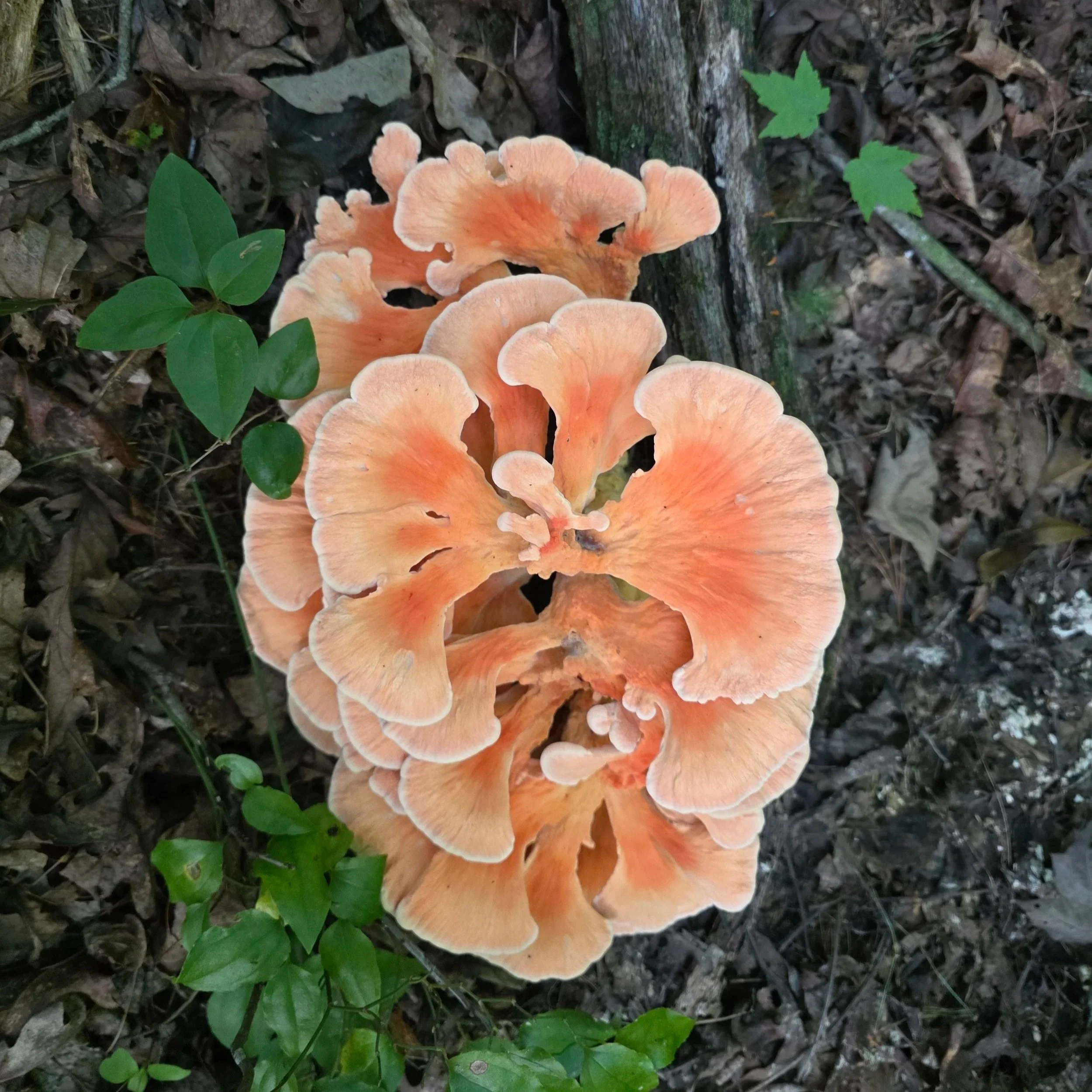 A Chicken of the Woods bracket fungi; bright orange, fan-shaped, with velvety, overlapping caps growing outward in tiered rosettes.