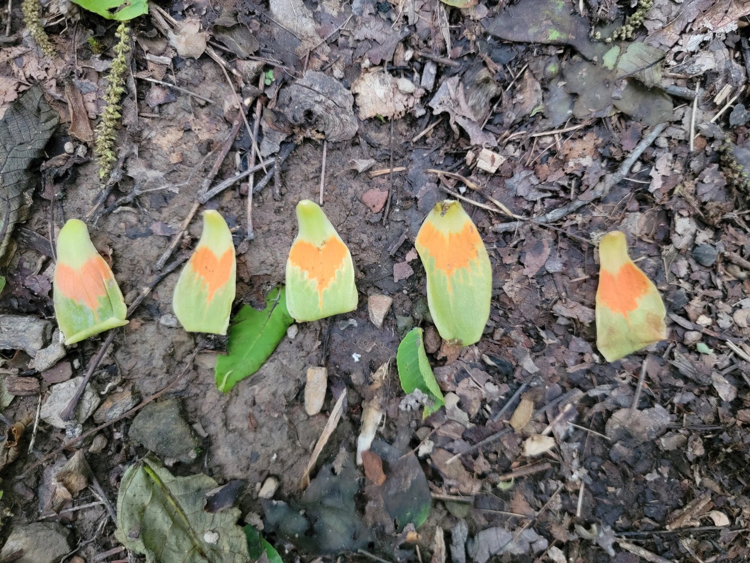 Six butterfly wings aligned on dirt ground, showing orange and green coloration with some leaves and small rocks around.