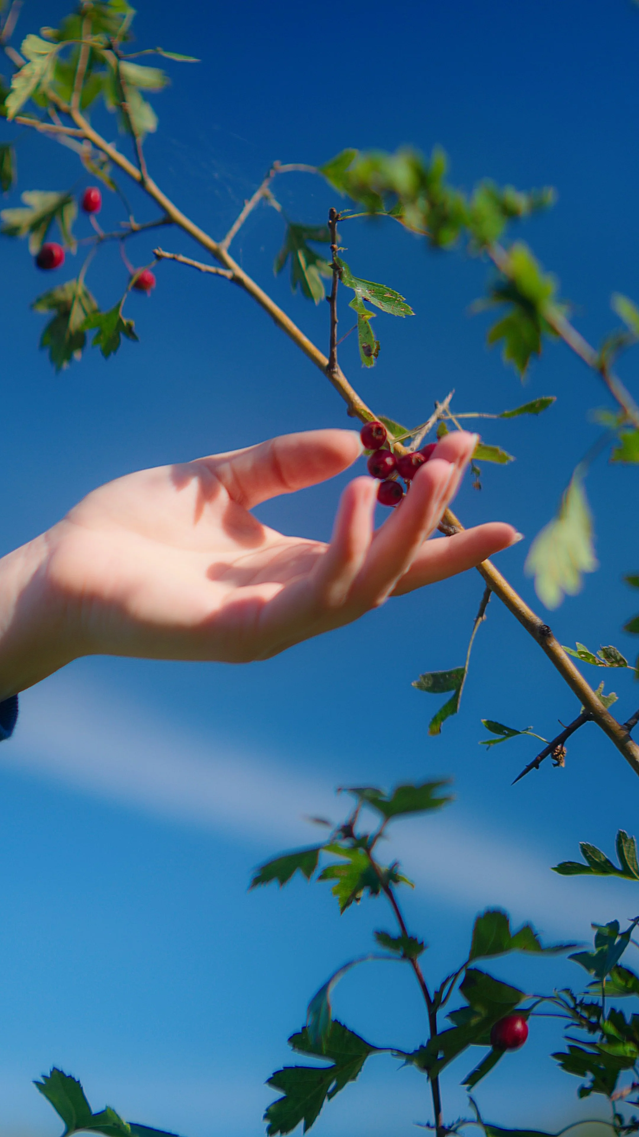 A person's hand reaching to touch red berries on a thorny branch of a plant against a bright blue sky.