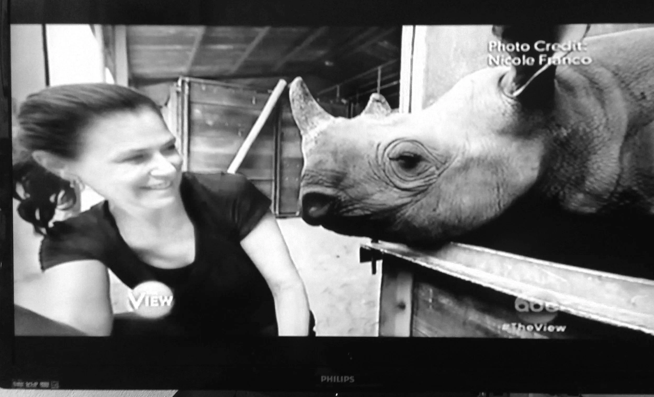 A woman smiling as she interacts with a baby rhinoceros in a barn or zoo setting.