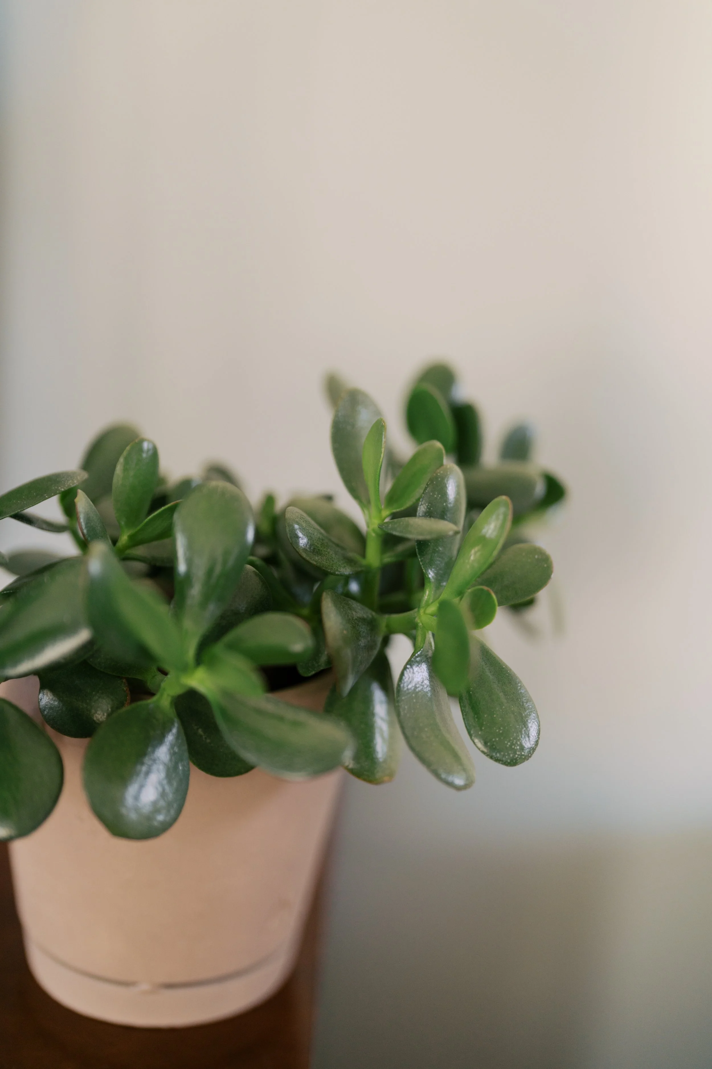 Close-up of a green, succulent plant with thick, glossy leaves in a beige pot on a wooden surface against a plain wall.