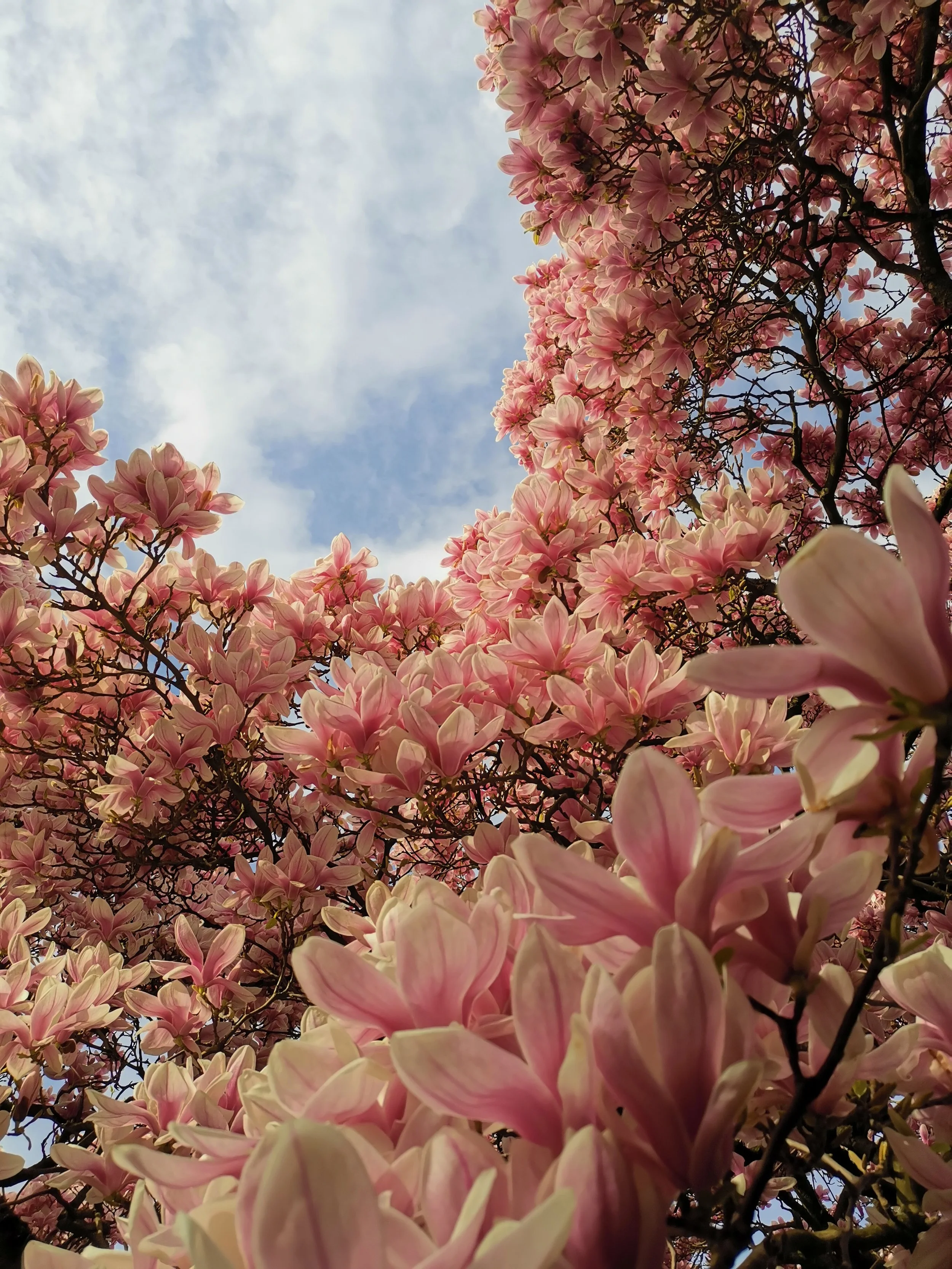 Blooming Sky