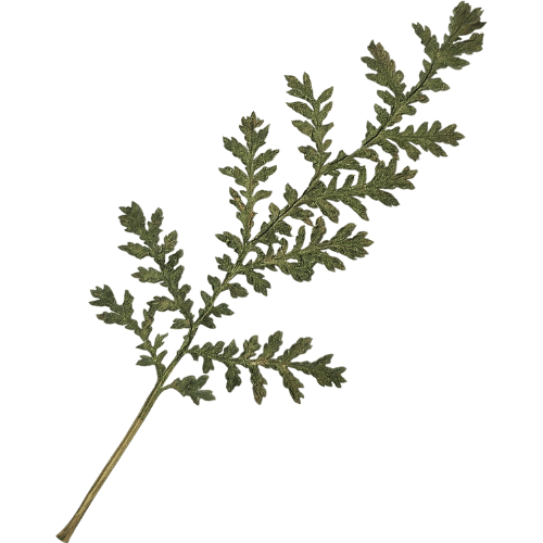 decorative leafy branch
