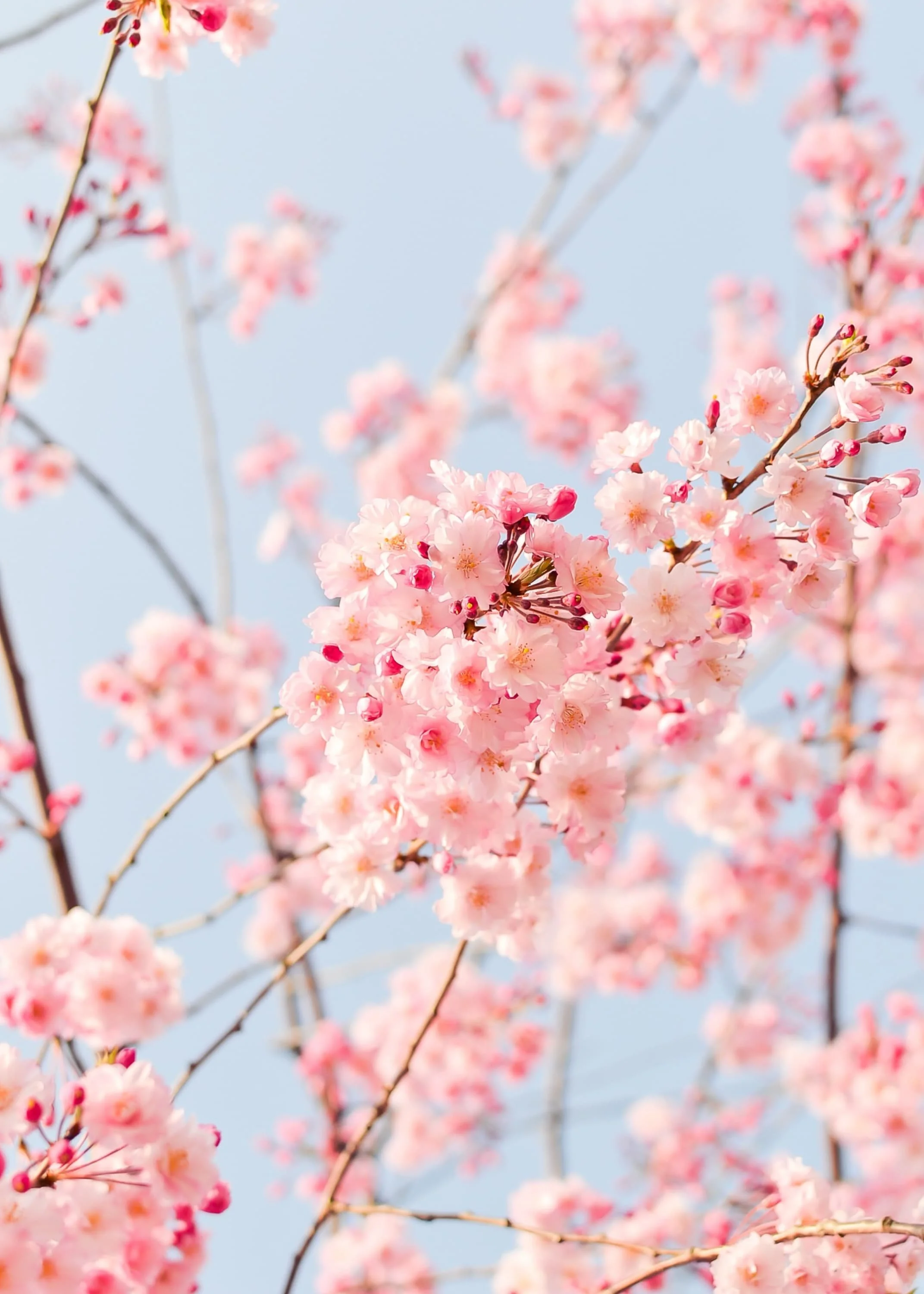 tree branch with pink flowers