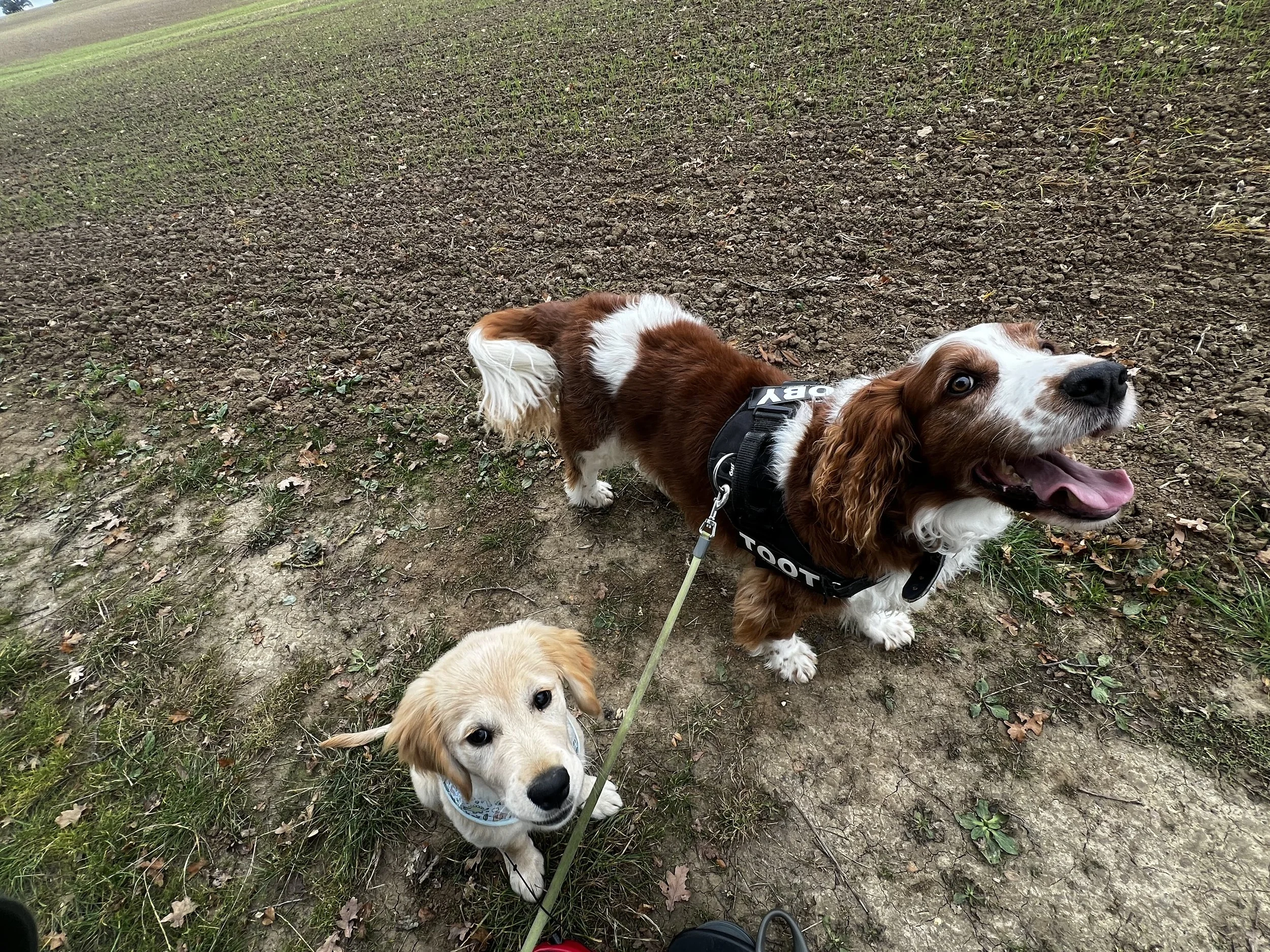 Two dogs on a dirt trail, one with brown and white fur wearing a harness, and the other with light cream-colored fur wearing a bandana, surrounded by grass and fallen leaves.