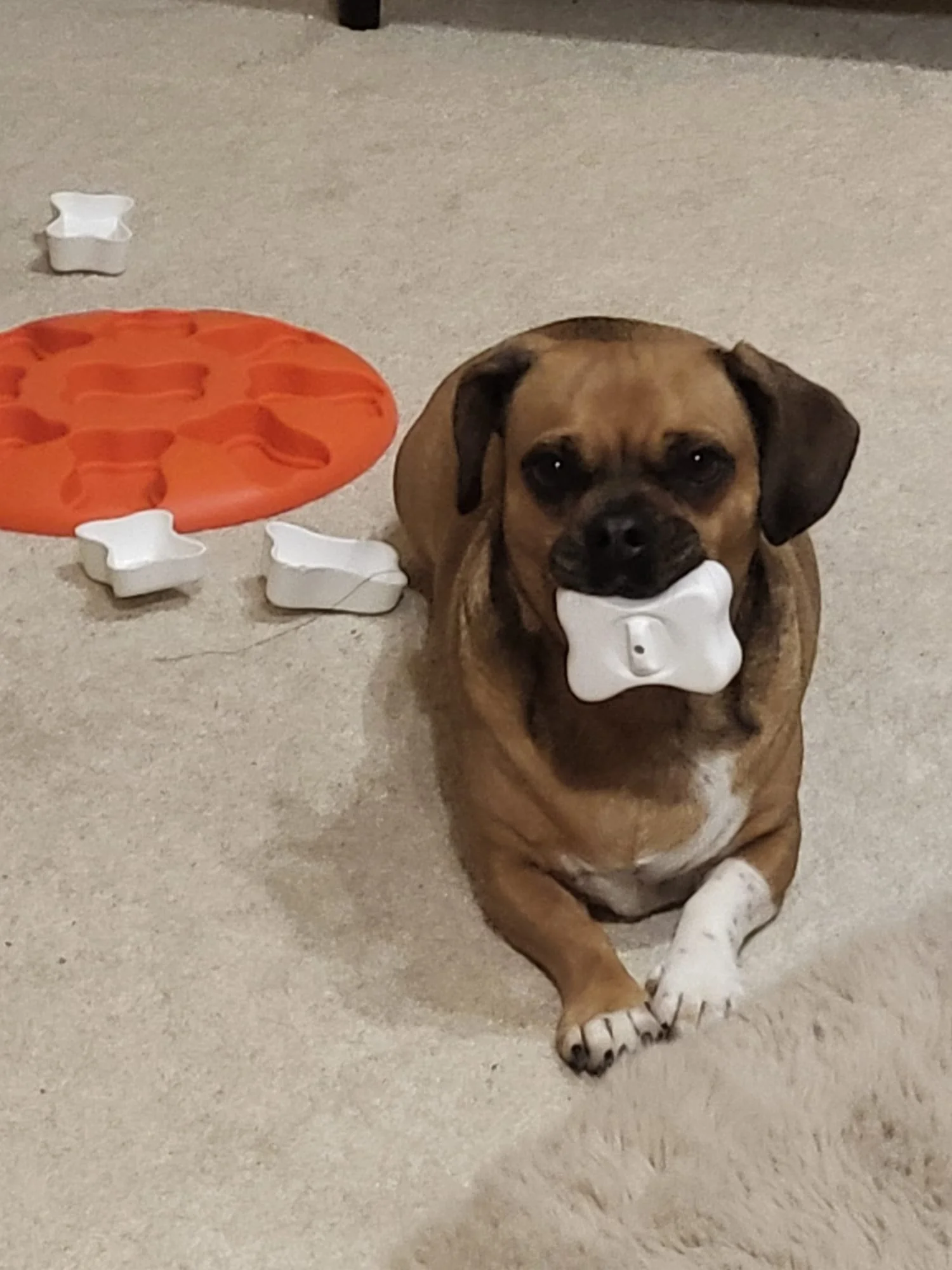 A small brown dog with black markings holding a white bone-shaped toy in its mouth, sitting on beige carpet next to an orange and white treat dispenser with some physical treat compartments.