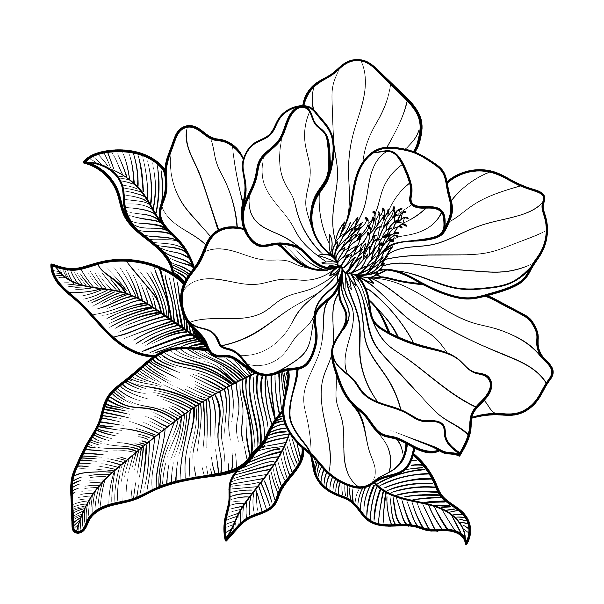 Line art of a flower with several large petals and leaves on a black background.
