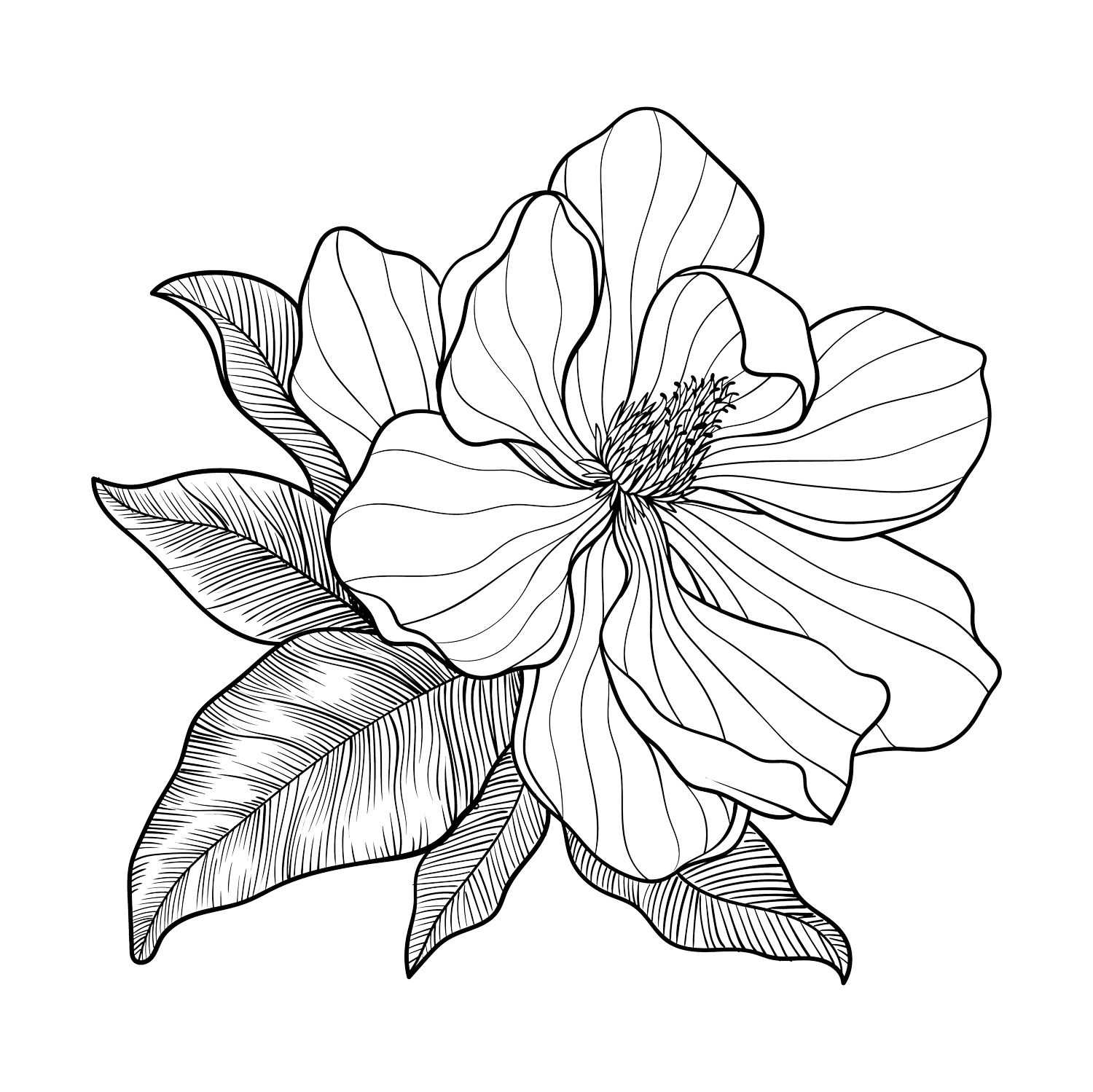 Magnolia Bloom Aesthetics