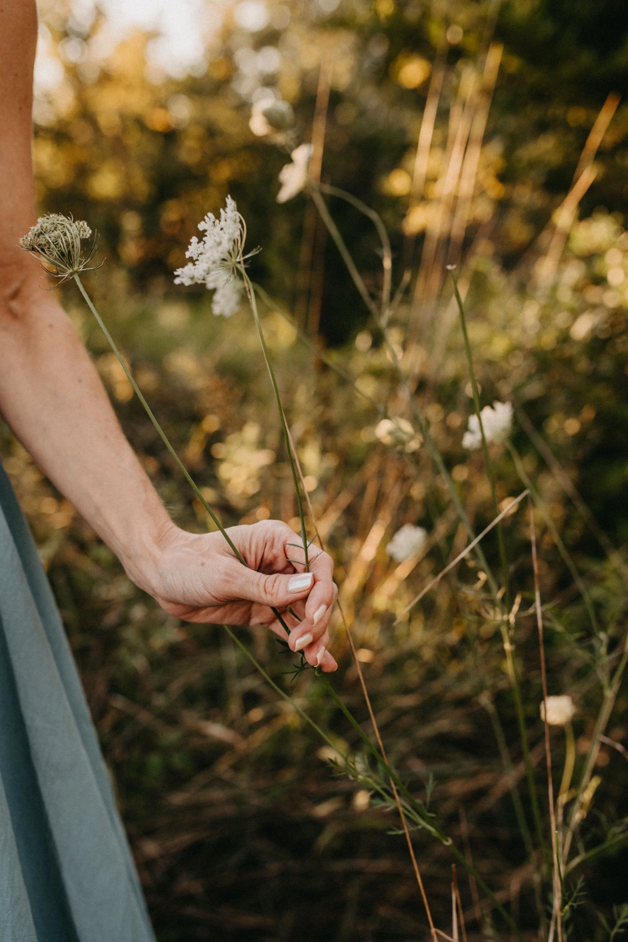 Close-up of a woman's hand holding white wildflowers in a natural outdoor setting with warm sunlight.