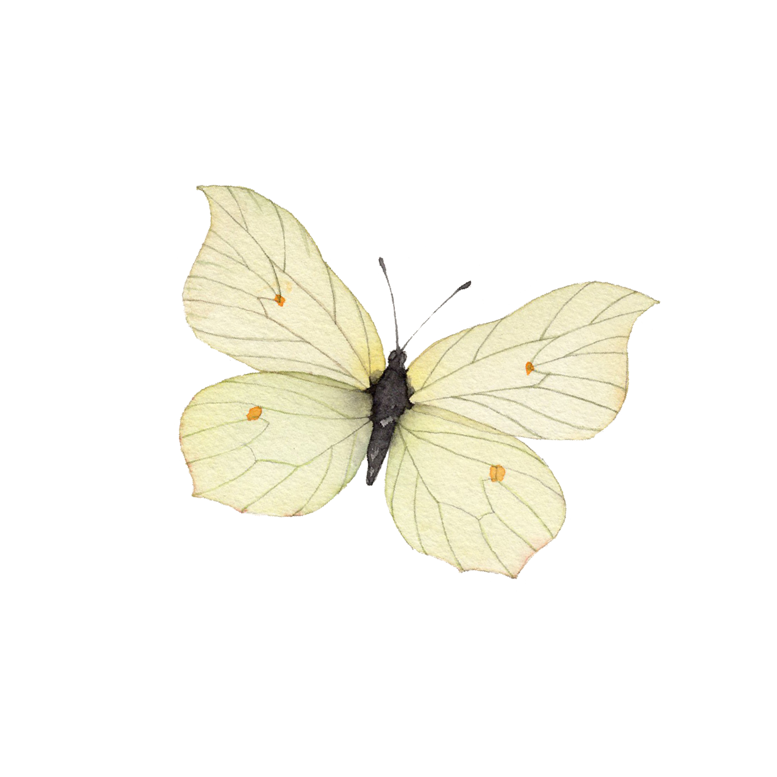 A pale yellow butterfly with black body and orange spots on its wings.