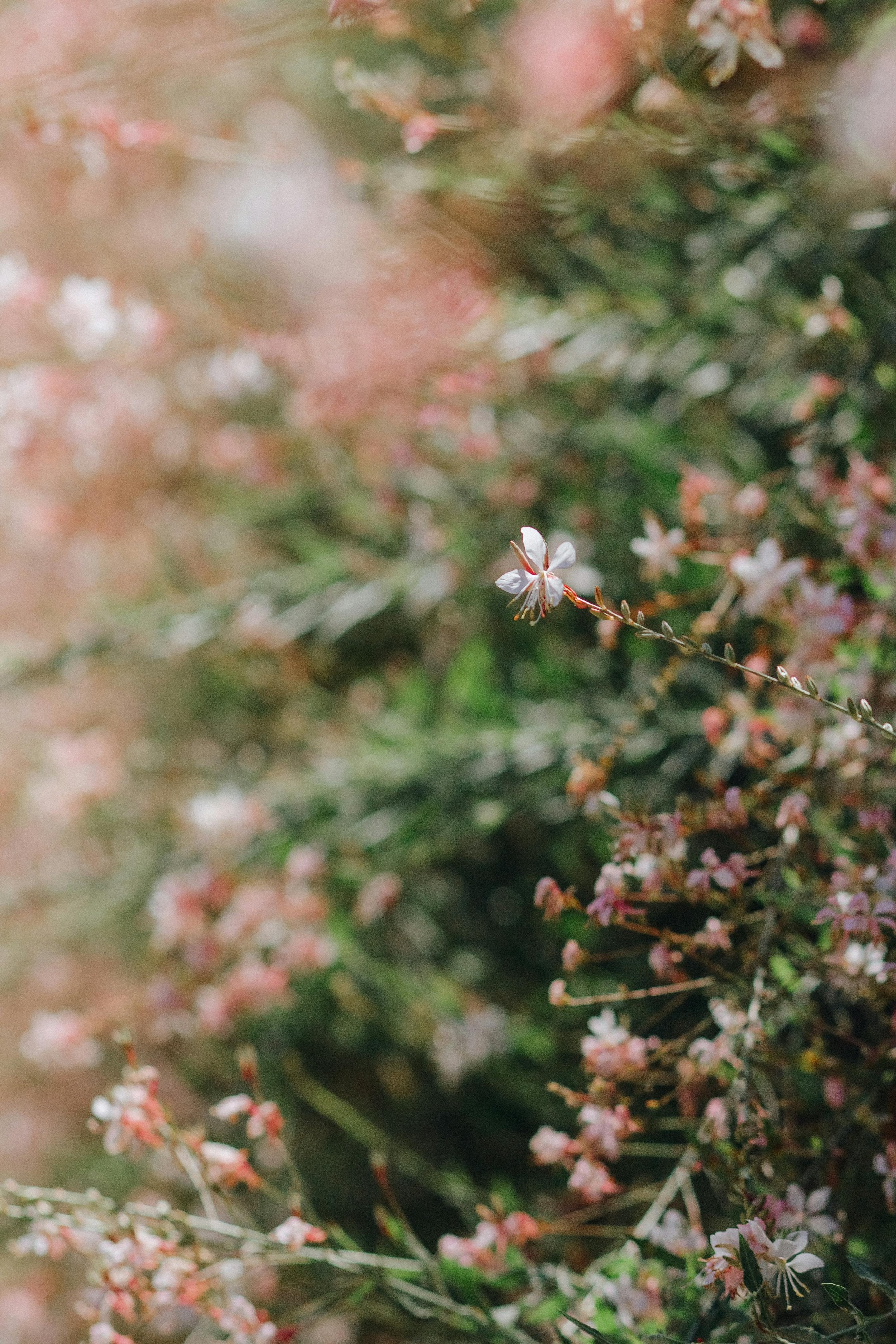 Close-up of pink and white flowers on a bush or shrub.