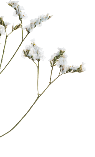 White flowers on a dark background