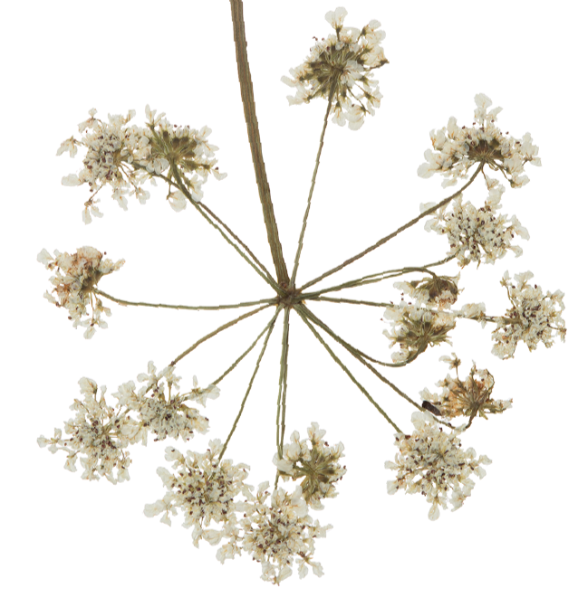 A top-down view of white flowers with multiple stems radiating from a central point.