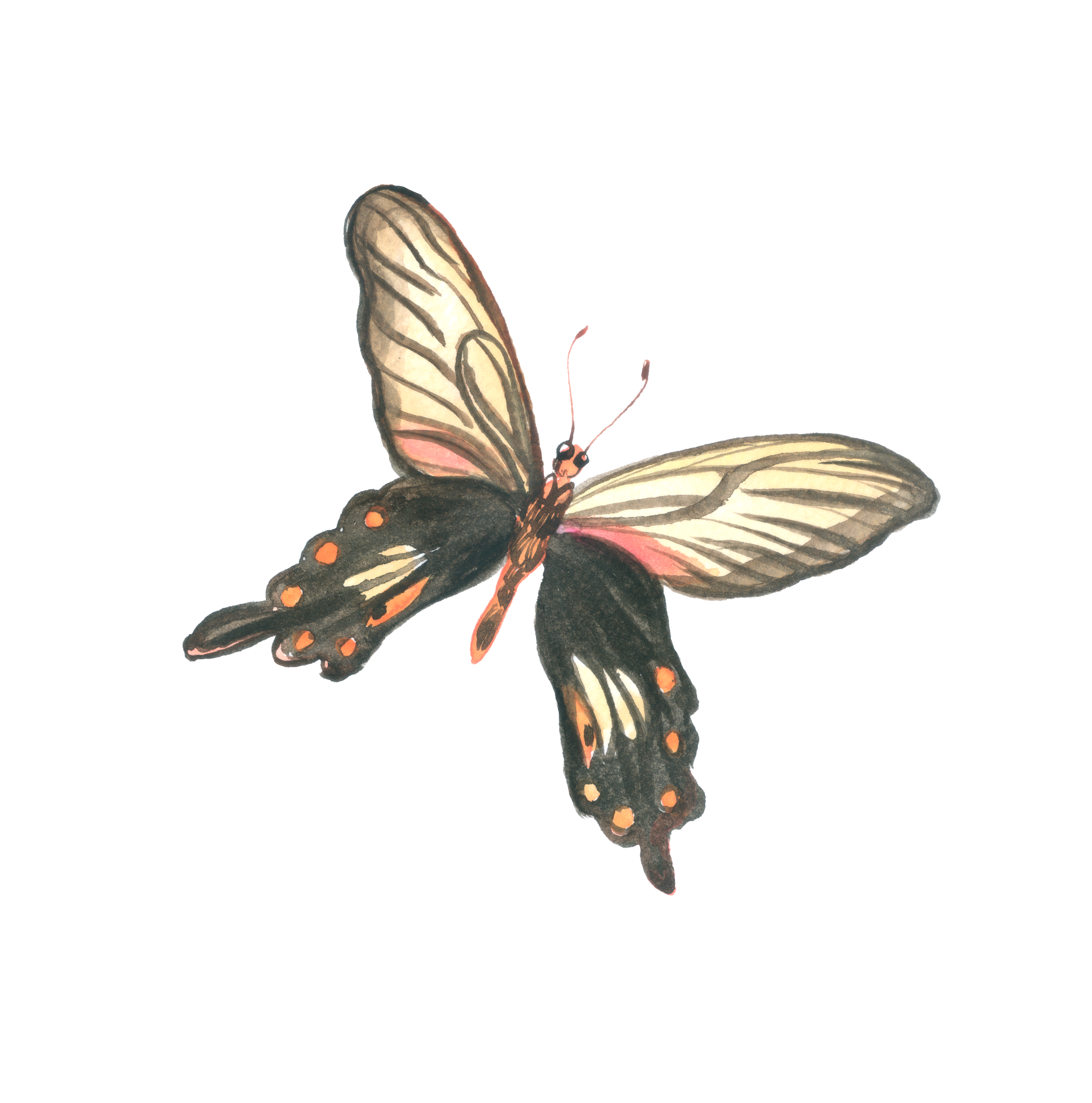 Illustration of a butterfly with beige, black, and orange markings, wings spread open.