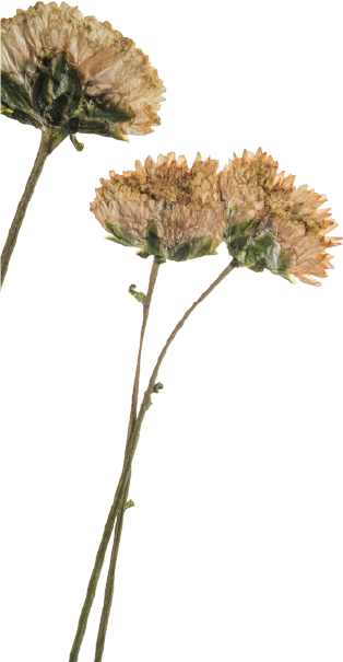 Two withered peach-colored flowers on long, thin green stems.
