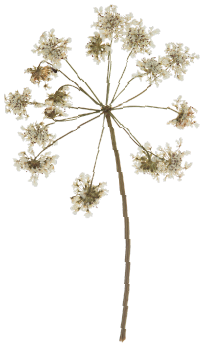 A dried flower arrangement with small white flowers and a long stem, arranged in a circular pattern.