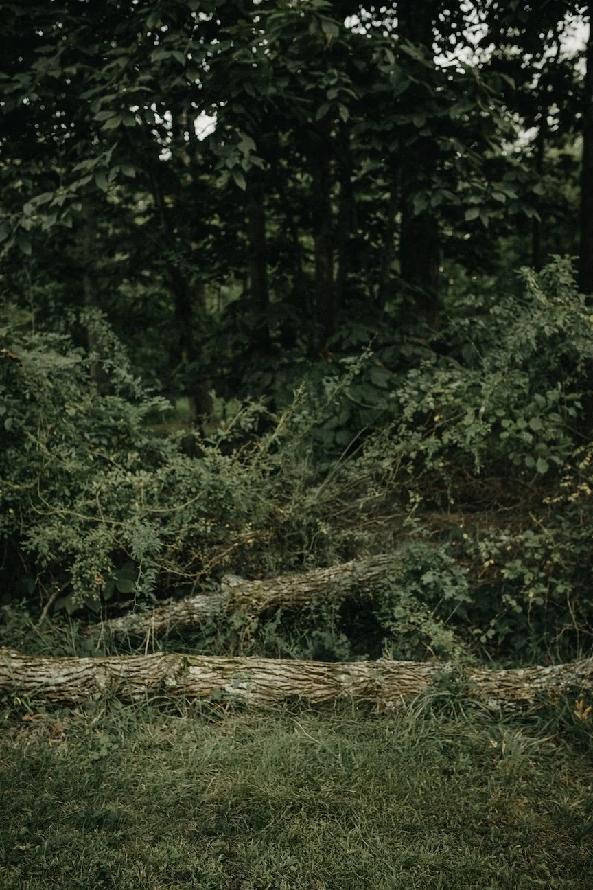 Fallen tree on the grass in a dense wooded area.