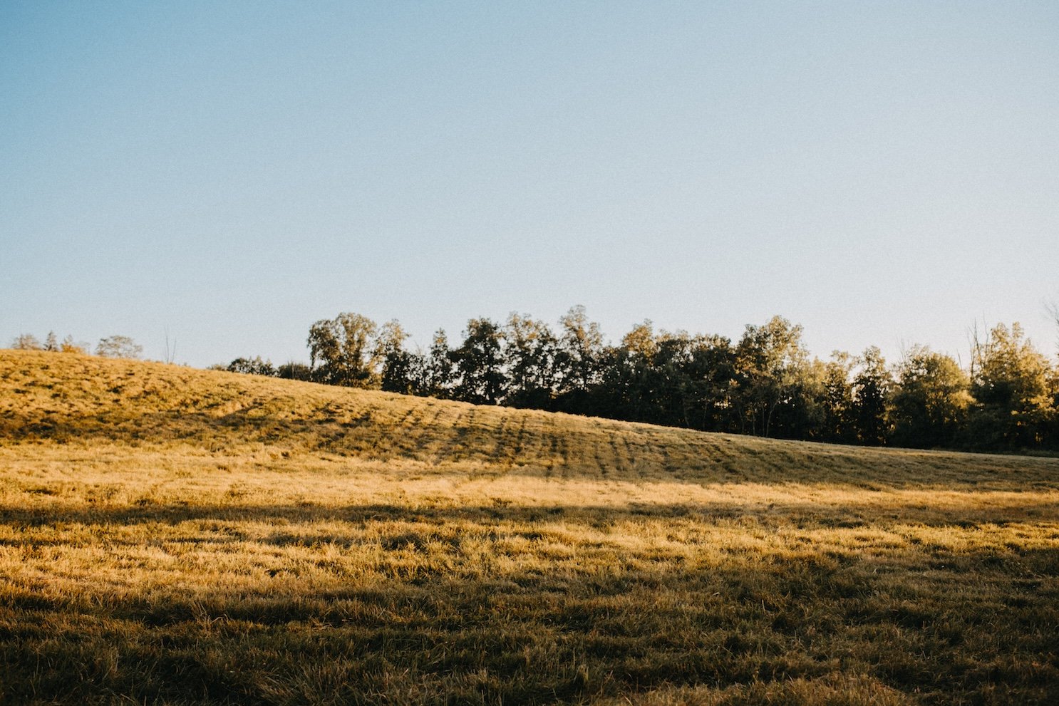 A grassy hill with trees in the background under a clear blue sky during sunset or sunrise.