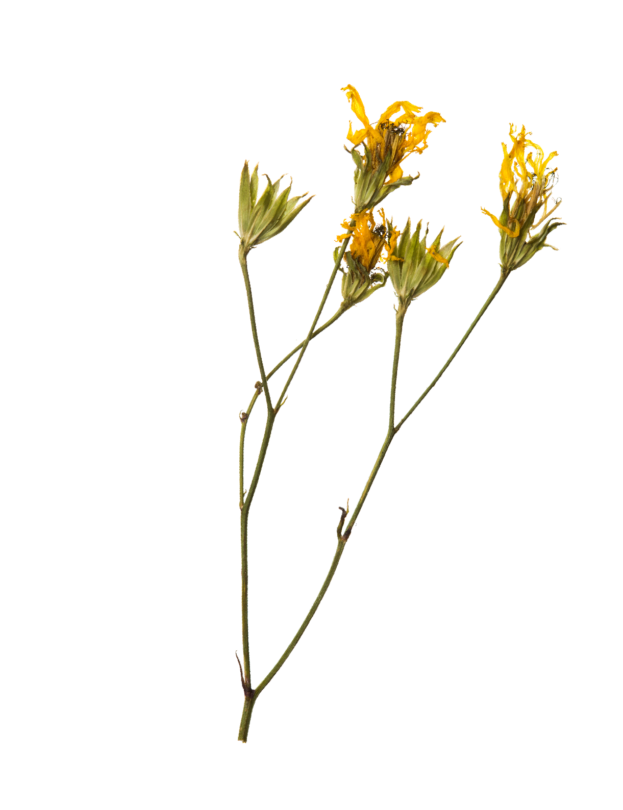 Dried yellow flowers on long green stems with green leaves.
