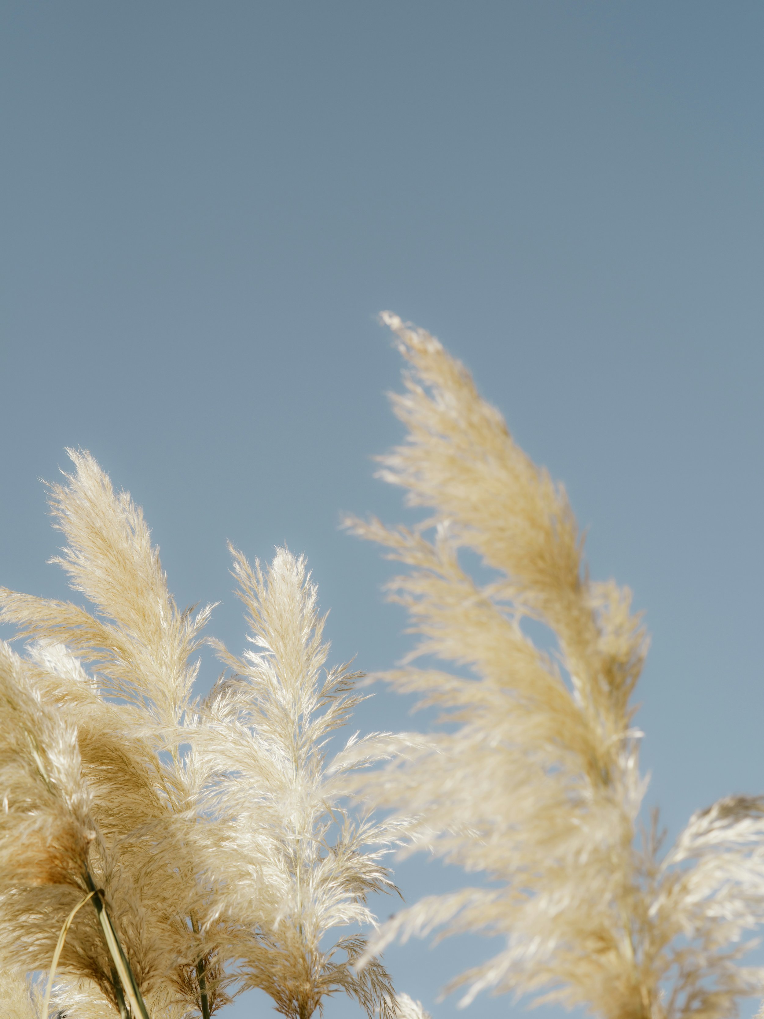 Cream-colored pampas grass against a clear blue sky.