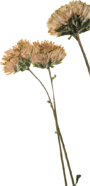 Two dried beige flowers with green stems.