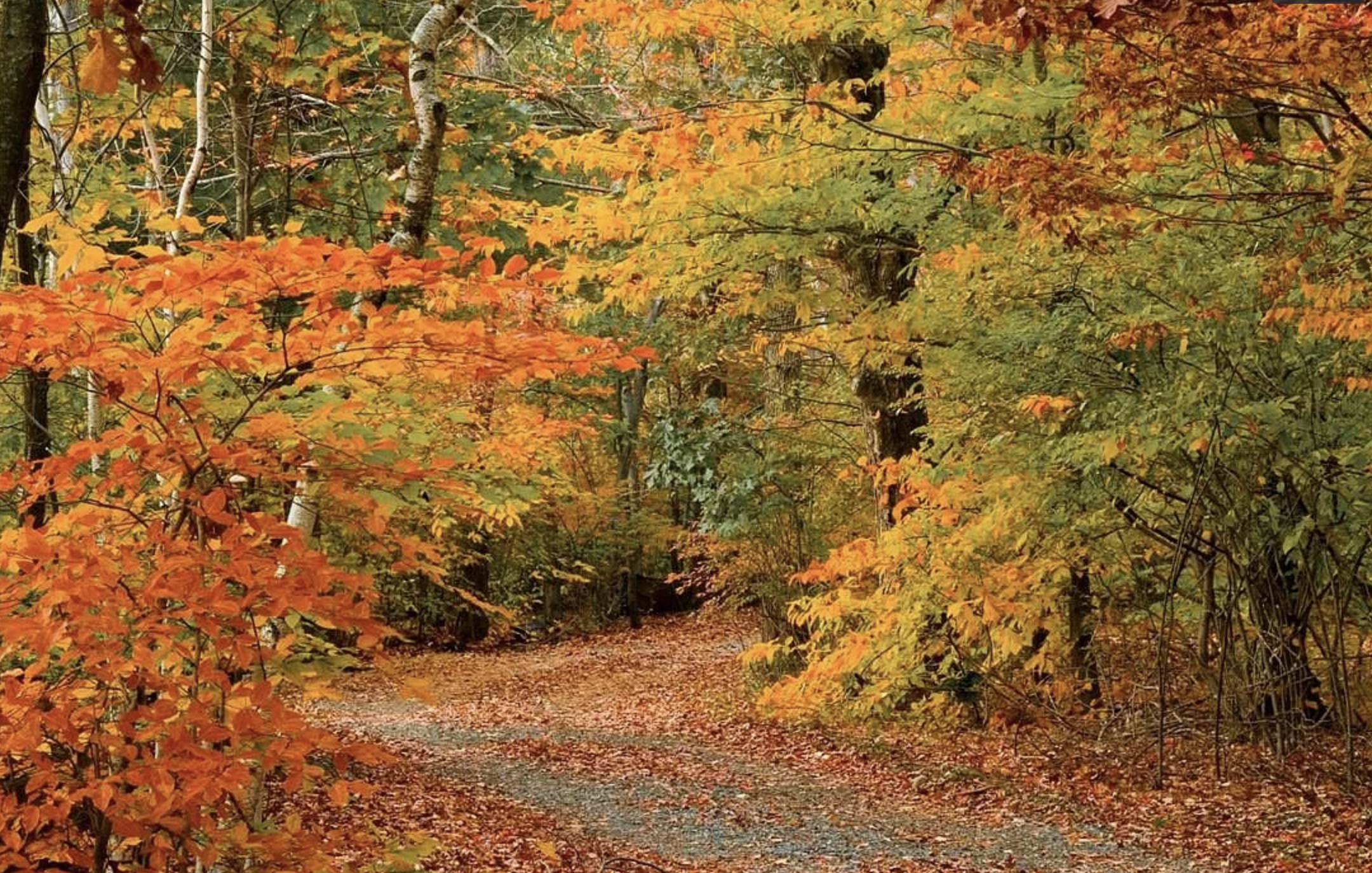 fall foliage road.png