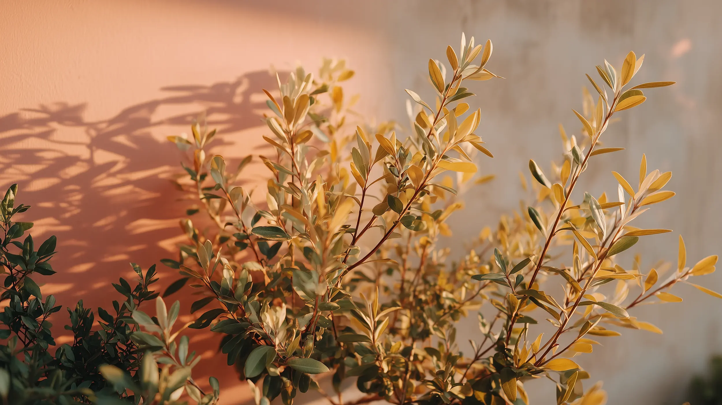 Sunlit leafy shrub with yellow-green leaves casting shadows on a wall.