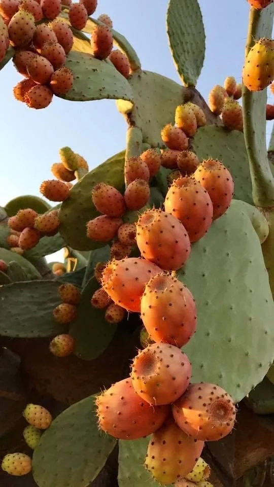 Close-up of prickly pear cactus with ripening orange and yellow fruit, some with small black spines, against a clear blue sky.