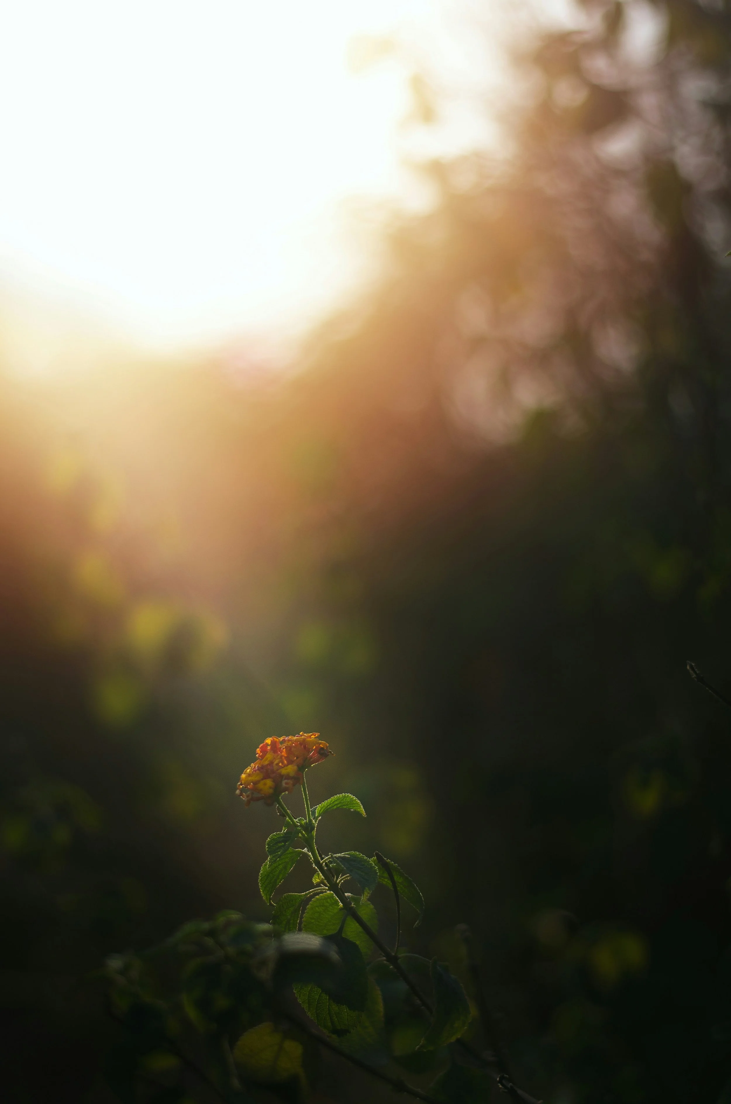 A flower blooming toward the sun.