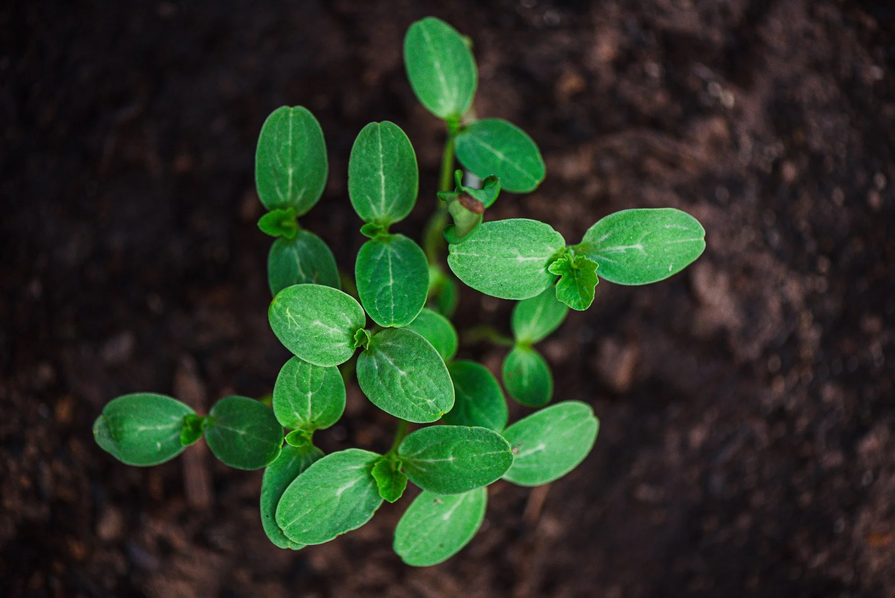 seedlings.jpg