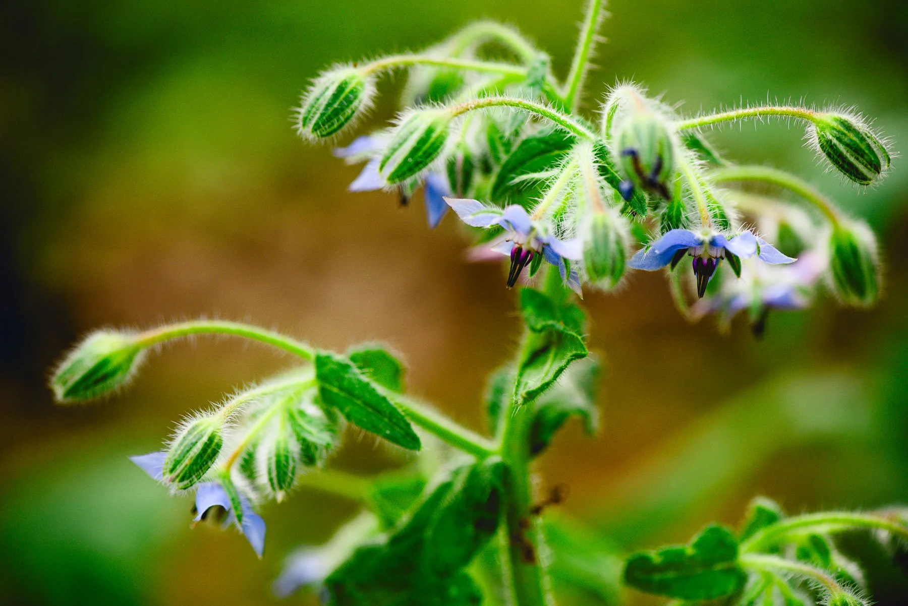 borage.jpg