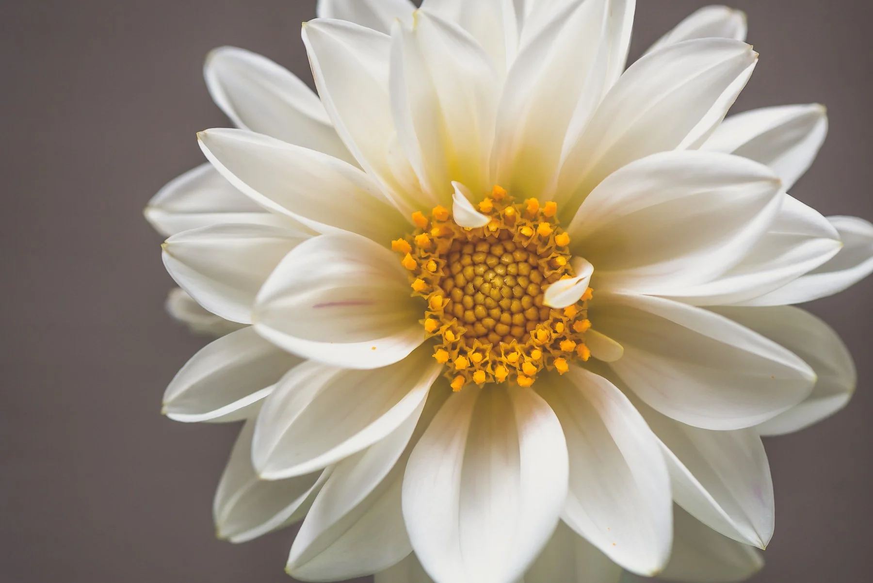 white dahlia2.jpg