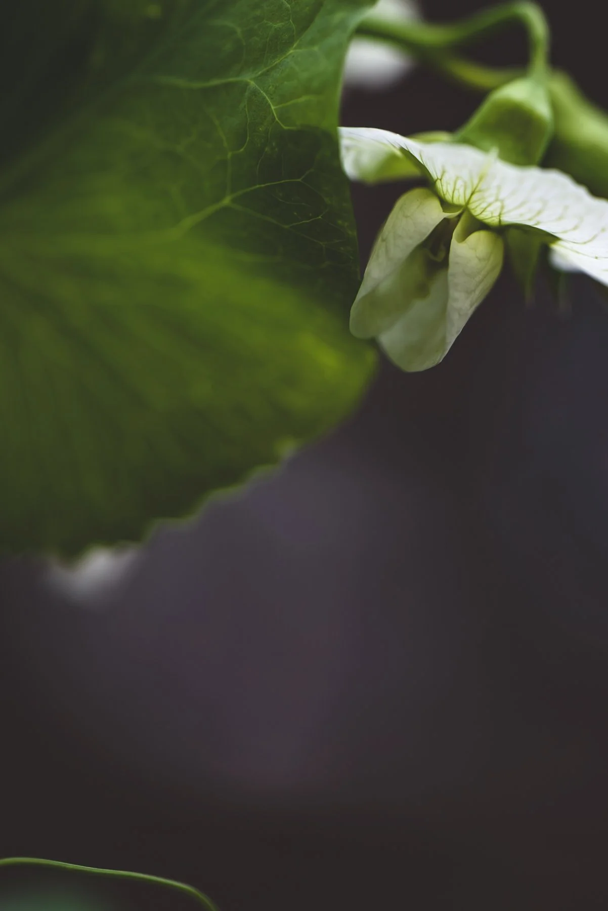 pea flower.jpg