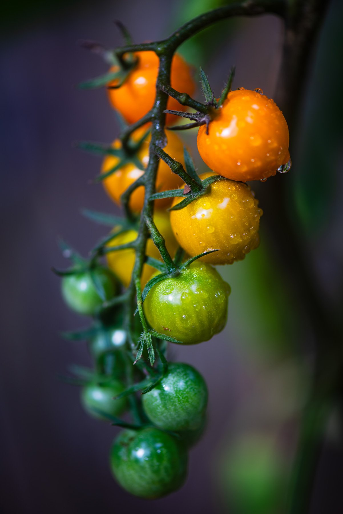 cherry tomatoes.jpg