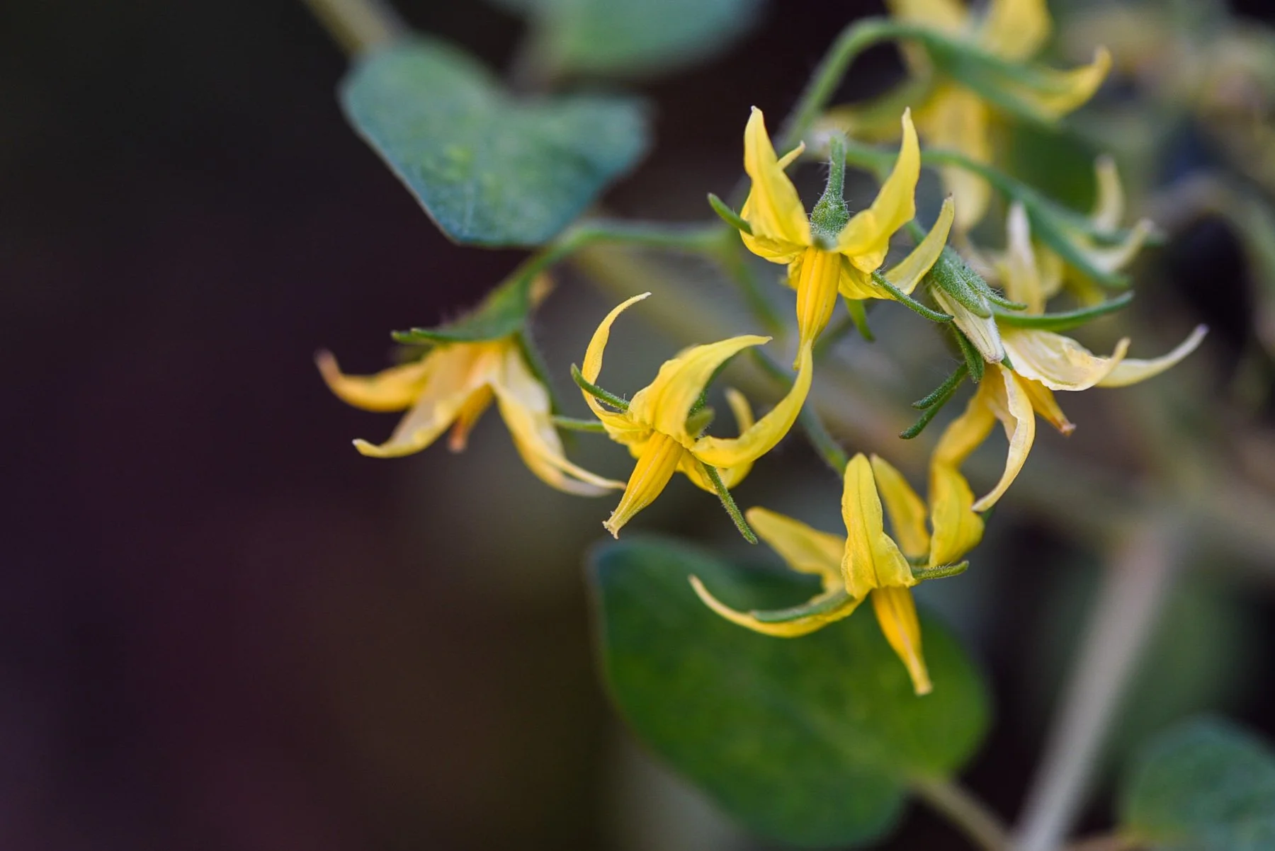 tomato flowers.jpg