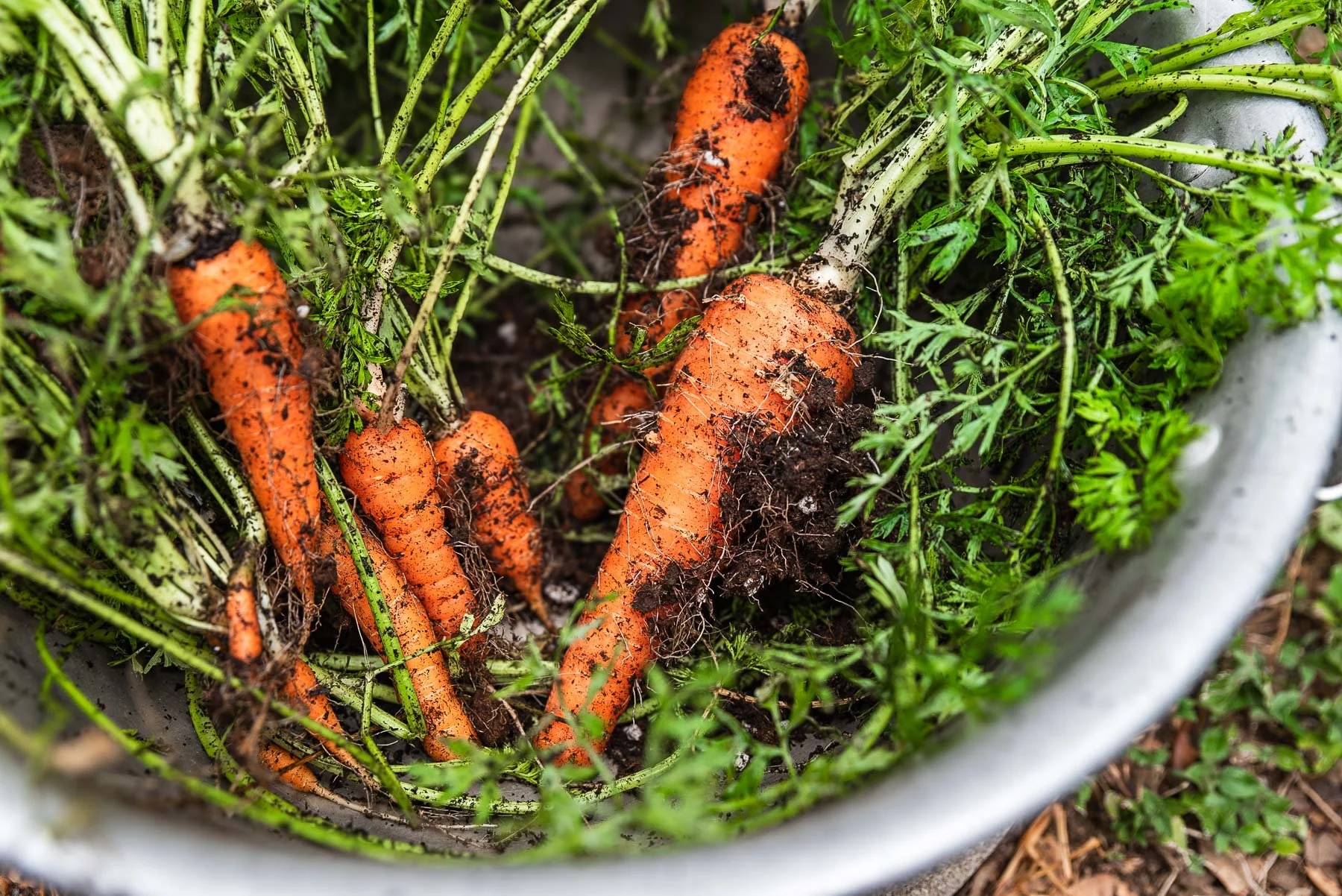 carrots.jpg