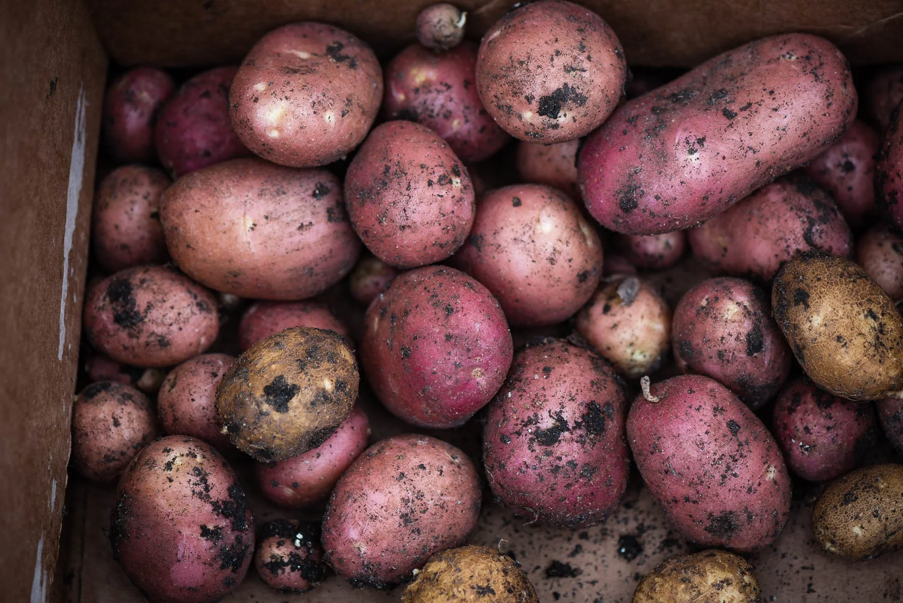 potatoes.jpg