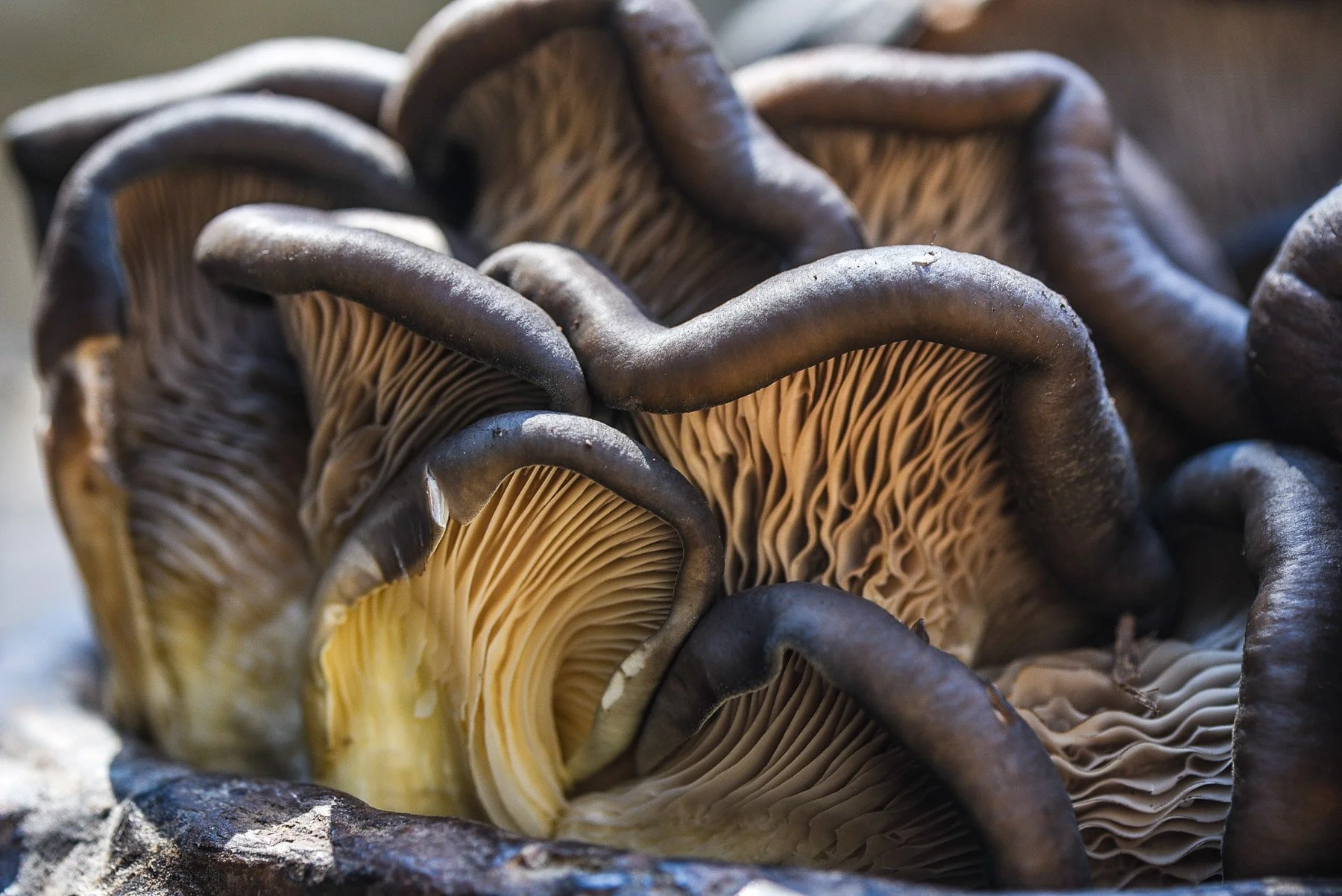 mushrooms.jpg