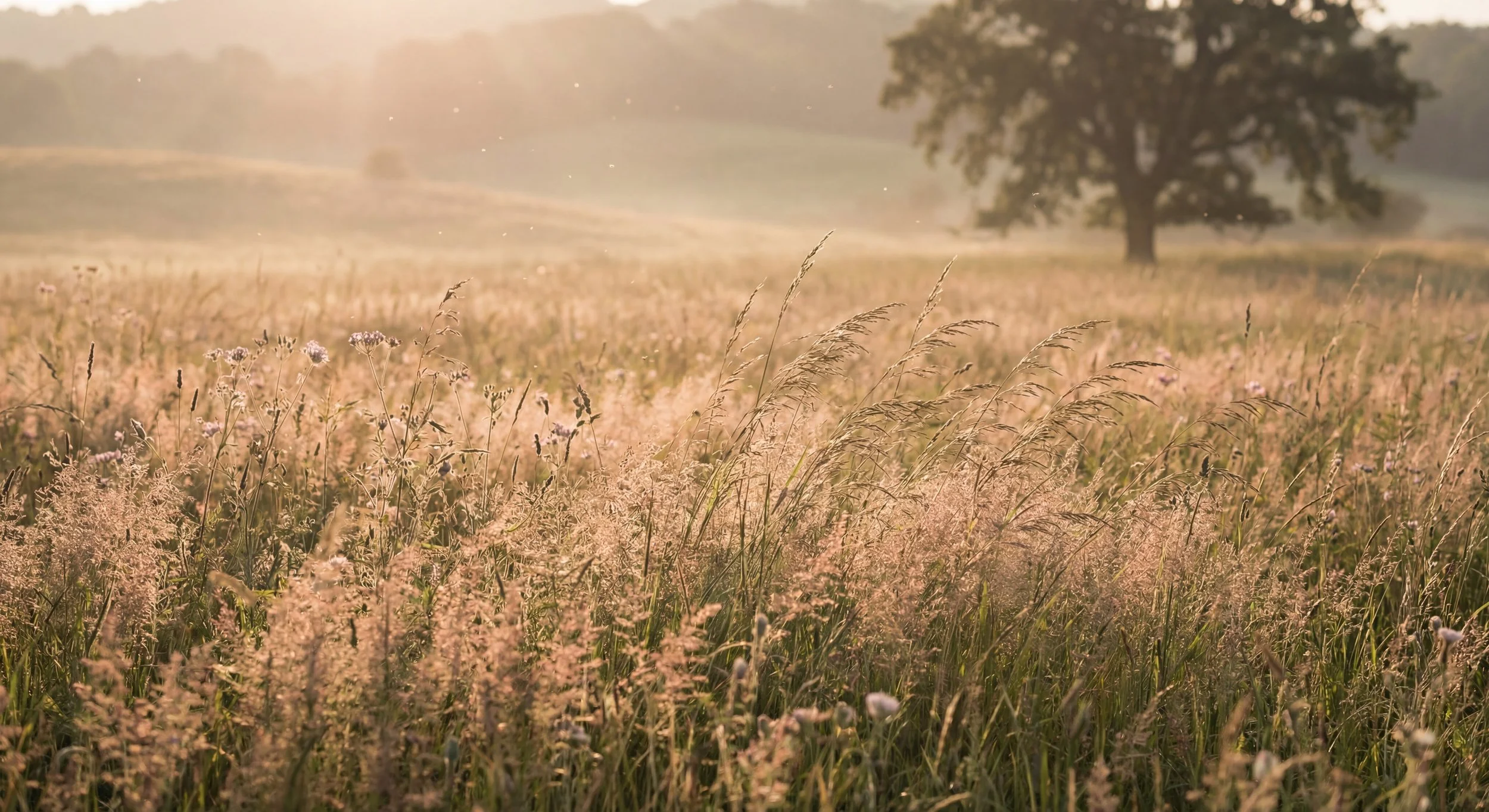 Champ de fleurs sauvages sous la lumière du matin, avec un arbre en arrière-plan.