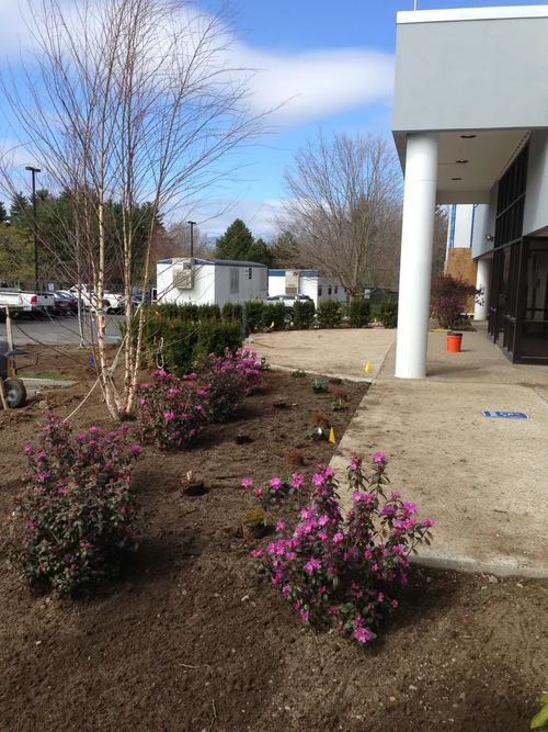 Freshly planted bushes with pink flowers alongside a sidewalk outside a commercial building, with trees and parking lot in the background.