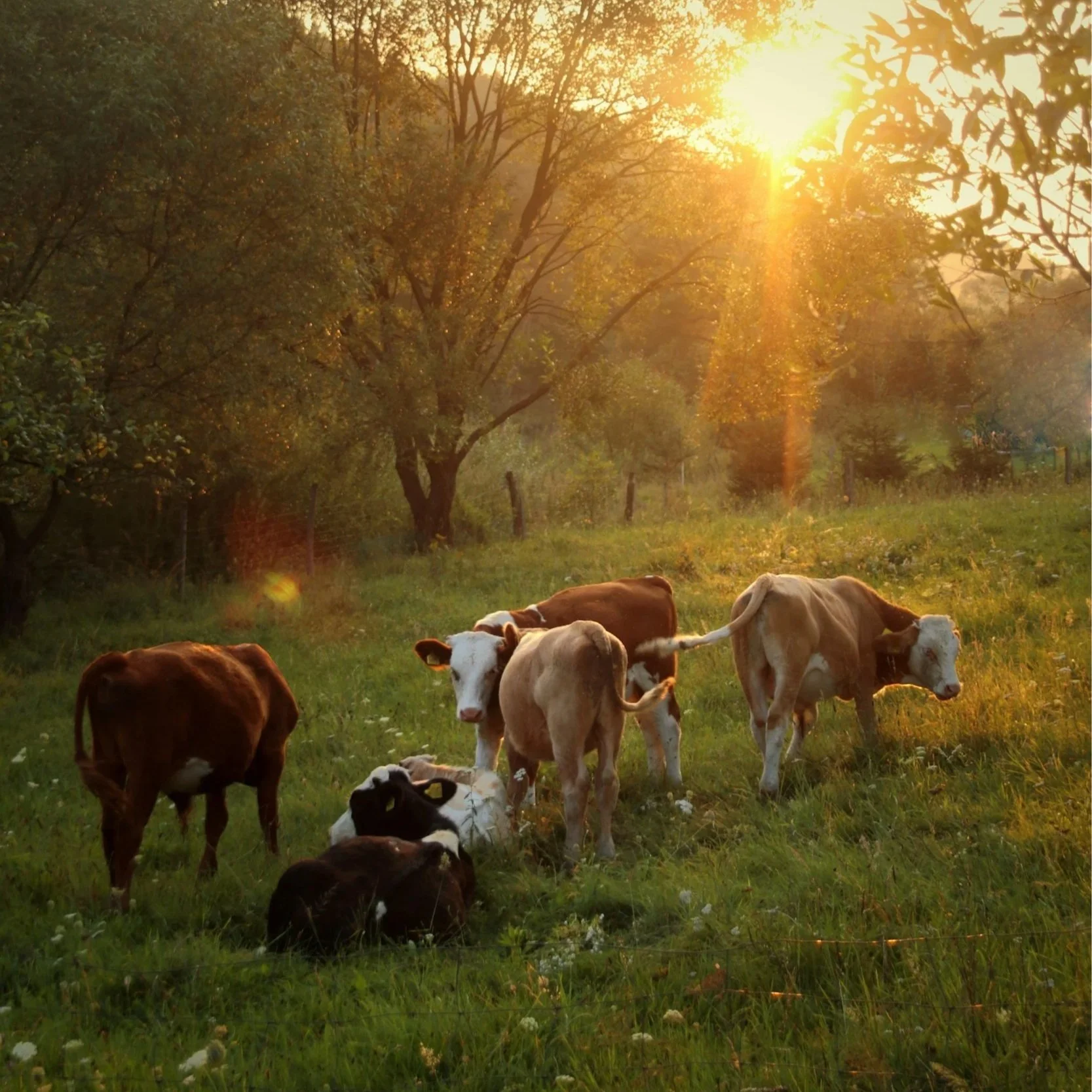 Cows grazing in a sunlit pasture during sunset with trees in the background.