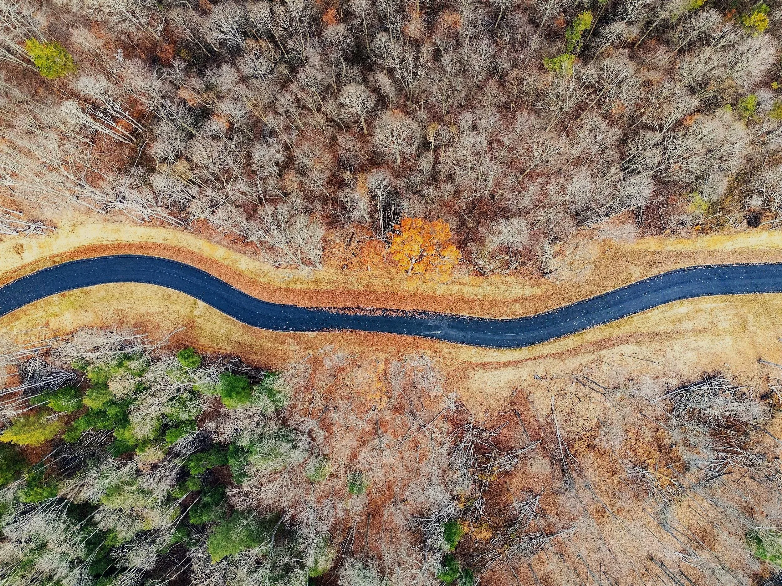 A winding road through a forest with a large circular shadow cast on a section of the road.