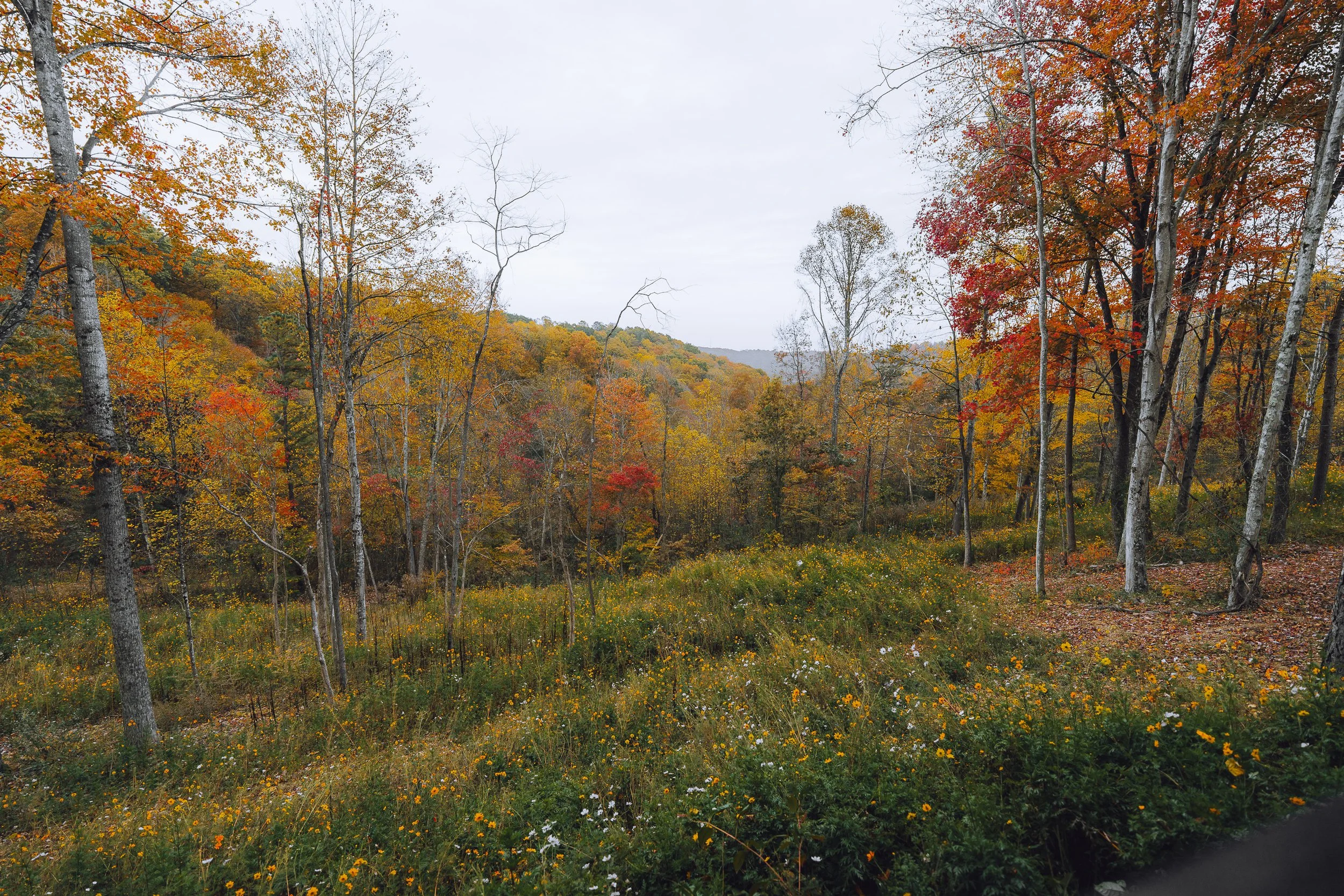 A scenic view of a forest in autumn with trees in vibrant fall colors and a grassy area with small white and yellow flowers in the foreground.