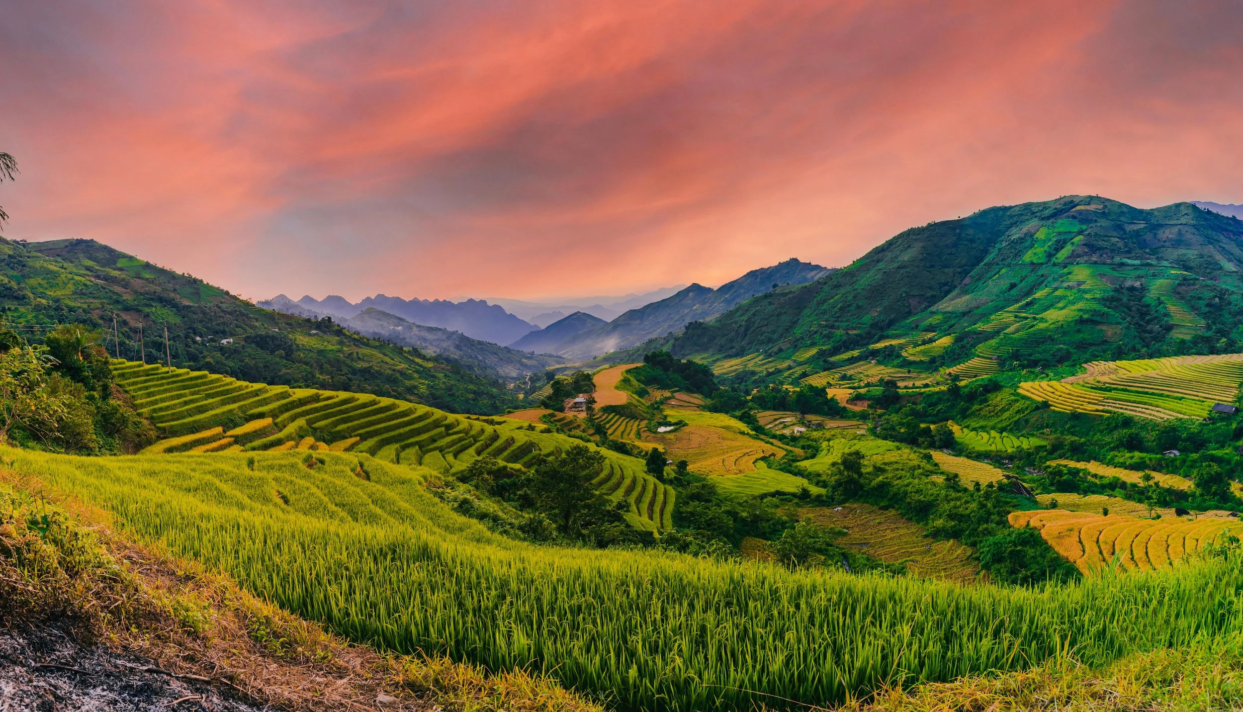 Vibrant terraced green rice fields on rolling hills during sunset with pink and orange sky and distant mountains.