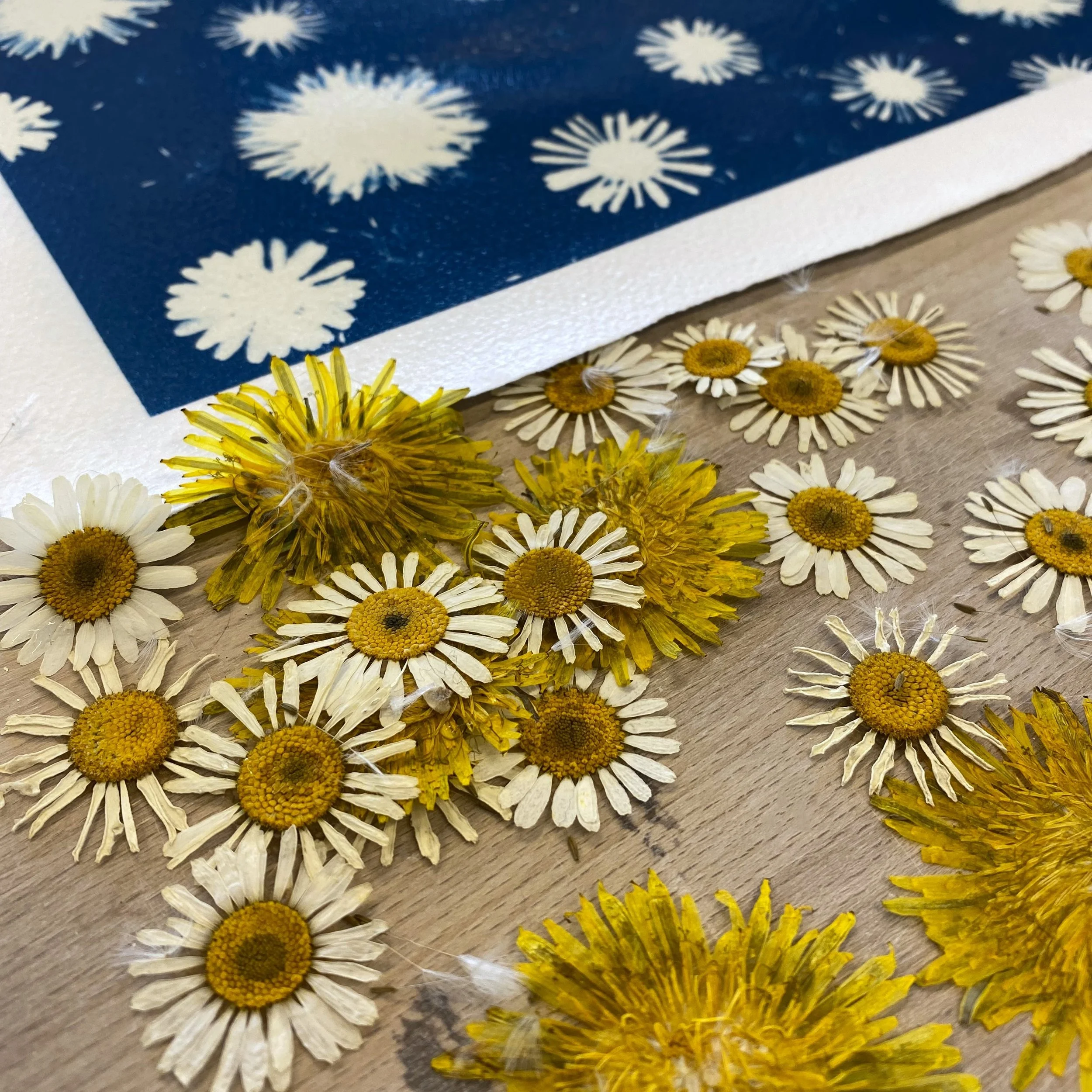 Cyanotype Printmaking